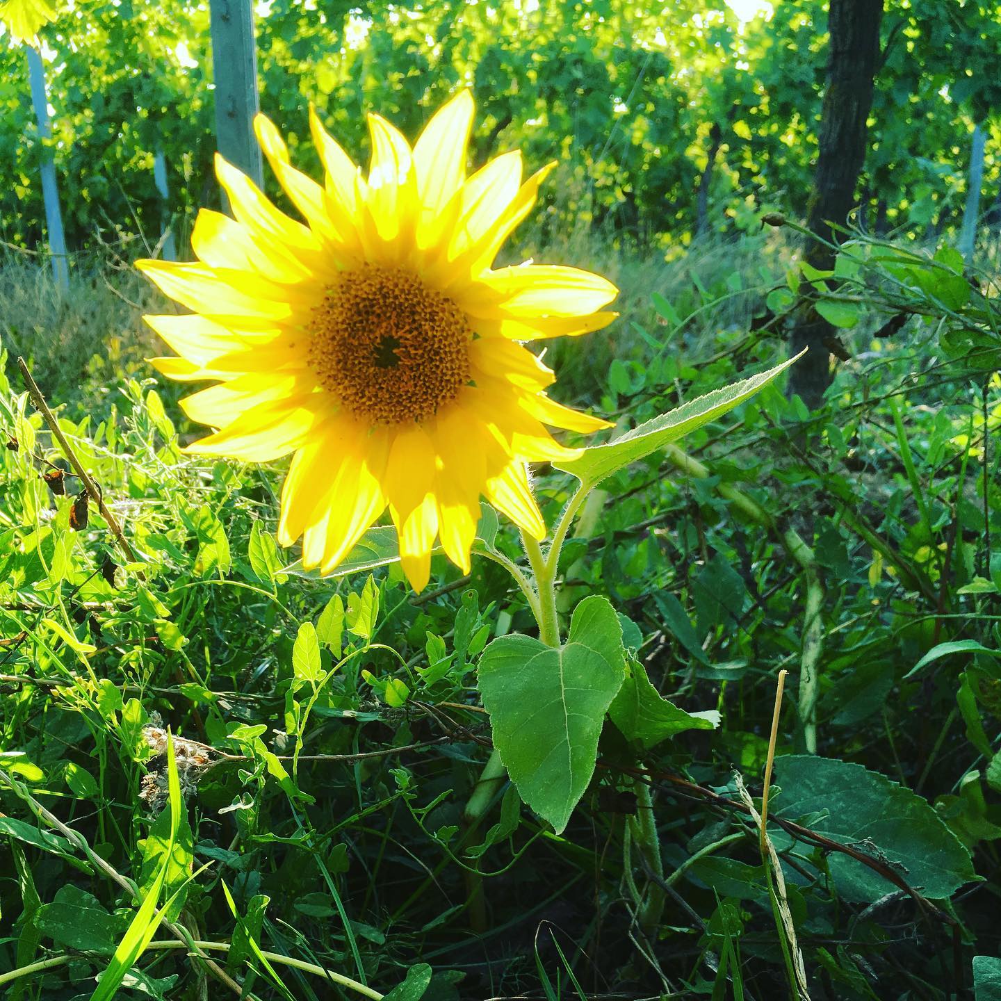 Ein Schnappschuss von heute Abend aus‘m Wingert! #sonne #lebendigerweinberg #natur #ilovewine #sunnywinery #natur #süw #pfalzlust #nachhaltig #weisserburgunder