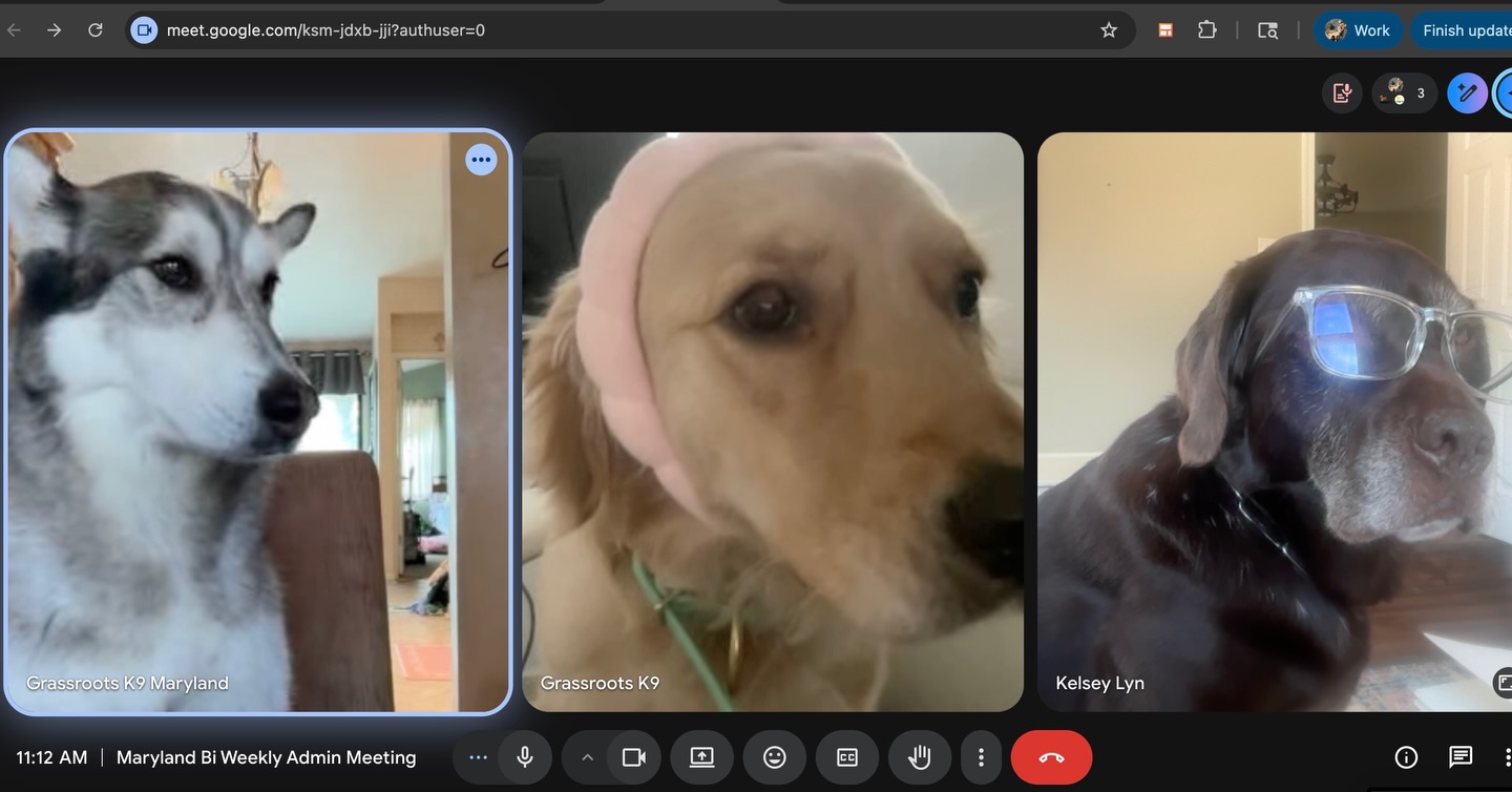 Koda, Pineapple and Charlie were on their weekly admin call. What do you think was on the agenda?
Comment below 👇
#grassrootsk9 #teammeeting #pupmeetup