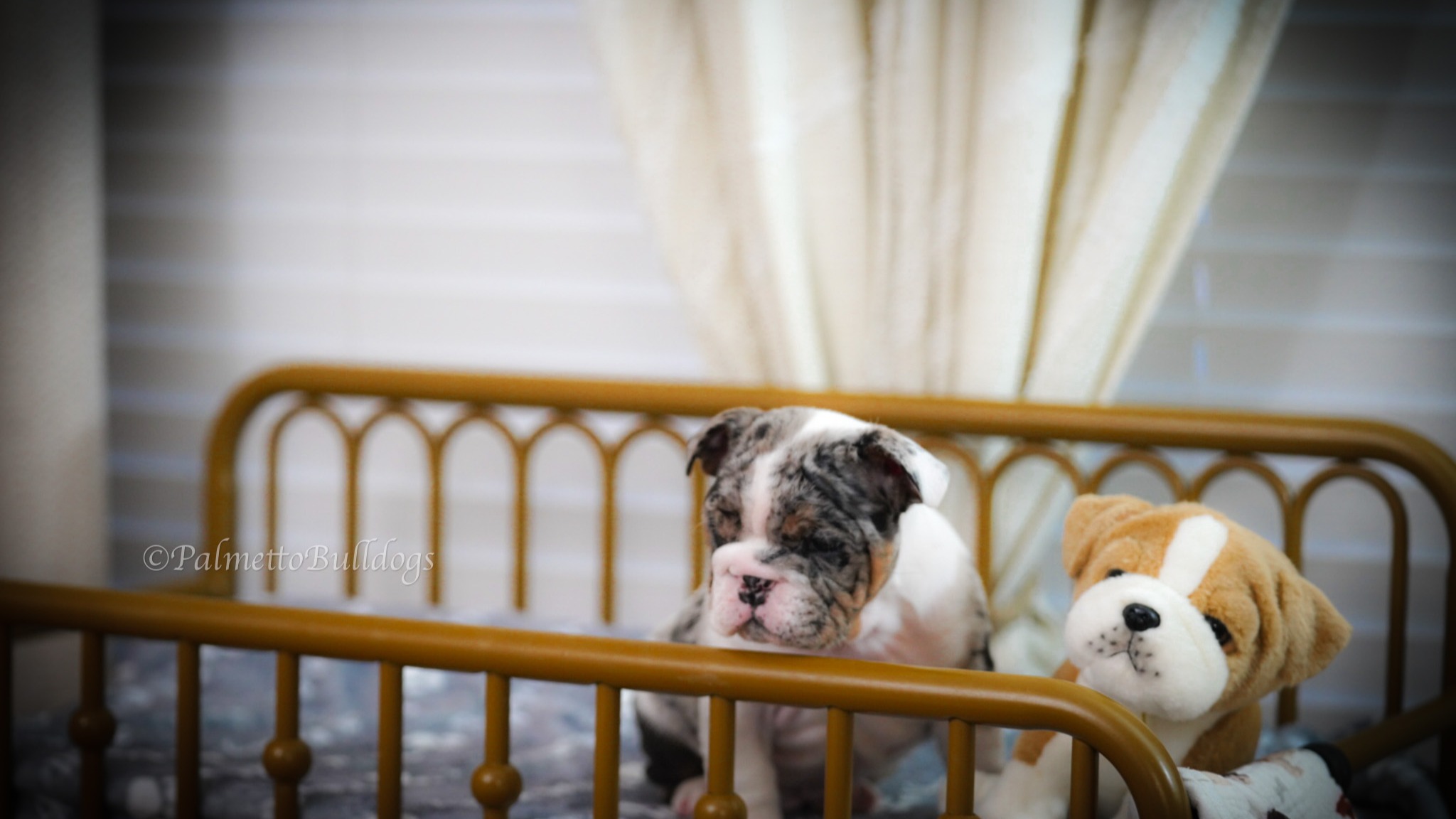 "Neil" May Resemble A TY Beanie Baby But Make No Mistake He Will Rip One Apart Just For Fun! Got To Love Six Week Old Teething English Bulldog Puppies! #palmettobulldogs #englishbulldog #instagood #tybeanies #bulldoglovers #Cute #puppy