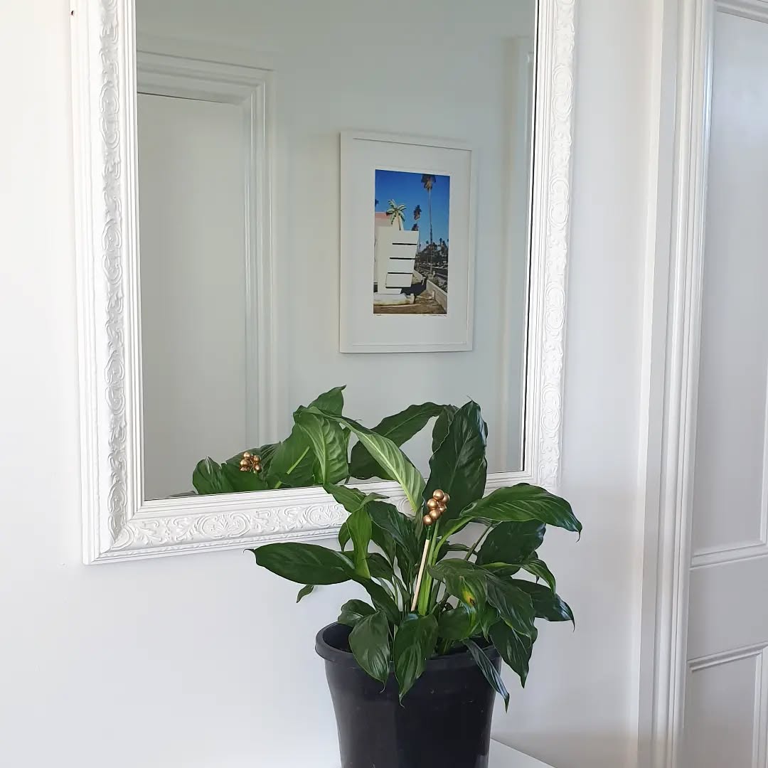 Loving this white on white (...on white) palette. Giving clean modern Villa Vibes.
With a fresh ornate white mirror frame, it pairs perfectly with the architraves in this home.
If you are wanting to make an area more spacious than what it is, a mirror is your best friend! -especially in areas like tight hallways.
#villa #villanz #villavibes #whitemodern #mirrorframe #framingauckland #pictureframingnz #pictureframingauckland #amfmnz