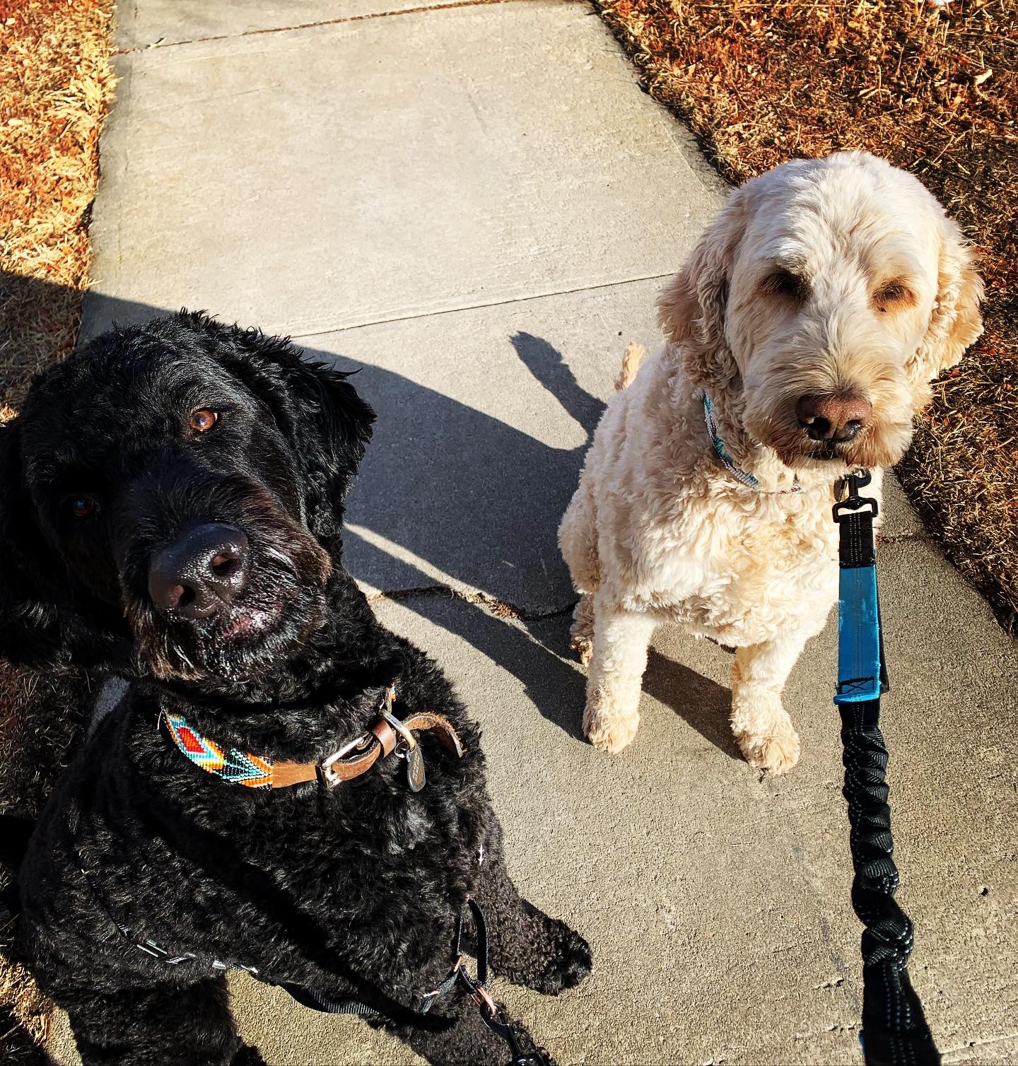 Chaplin & Hamilton being good boys on our morning walk! 🥰