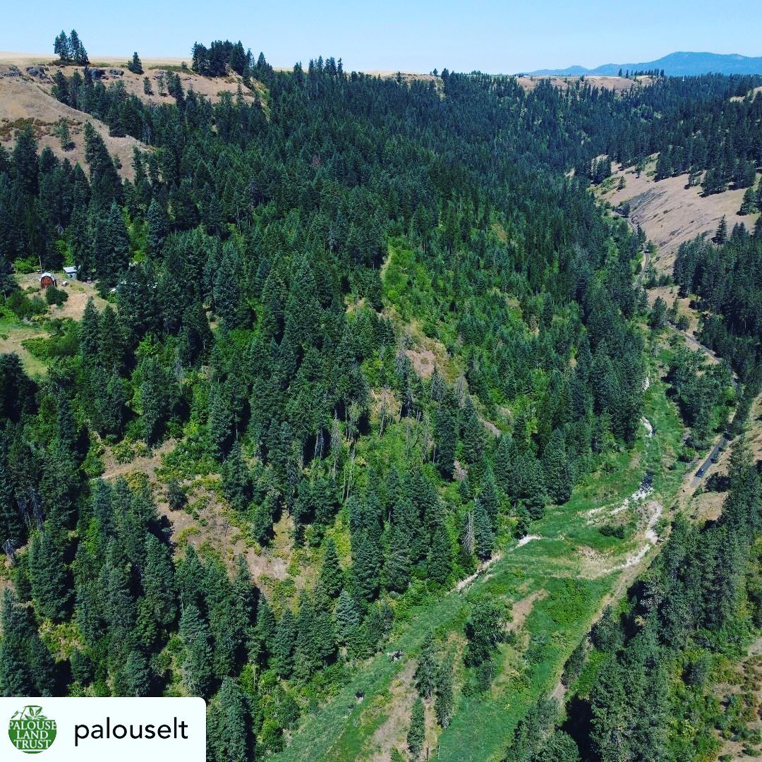Shout out from our friends at Palouse Land Trust. ❤️🙏🤟
RePosted • @palouselt
Before the smoke rolled in, Karl and Kelsey spent a beautiful summer day performing the annual monitoring at the Cooley conservation easement nestled in Little Bear Canyon south of Troy. The property protects almost 100 acres of wildlife habitat and nearly 4/5 of a mile of the West Fork of Little Bear Creek, home to vital steelhead spawning beds. If you look closely on the right hand side of the photo, you can see the paving progress on the Latah Trail! #conservedproperty #conservation #habitat #wildlifehabitat #fishhabitat #protectedforever #beautiful #summerday #latahtrail #LittleBearCreek #steelhead #spawning #criticalhabitat #canyon #monitoring #annualmonitoring #stewardship #loveyourlandtrust #nature #getoutside #northcentralidaho #troyidaho #nofilter #forest #land