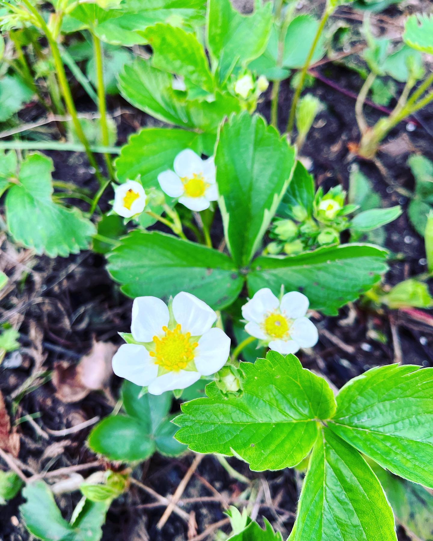 Looking forward to Strawberry 🍓 season!