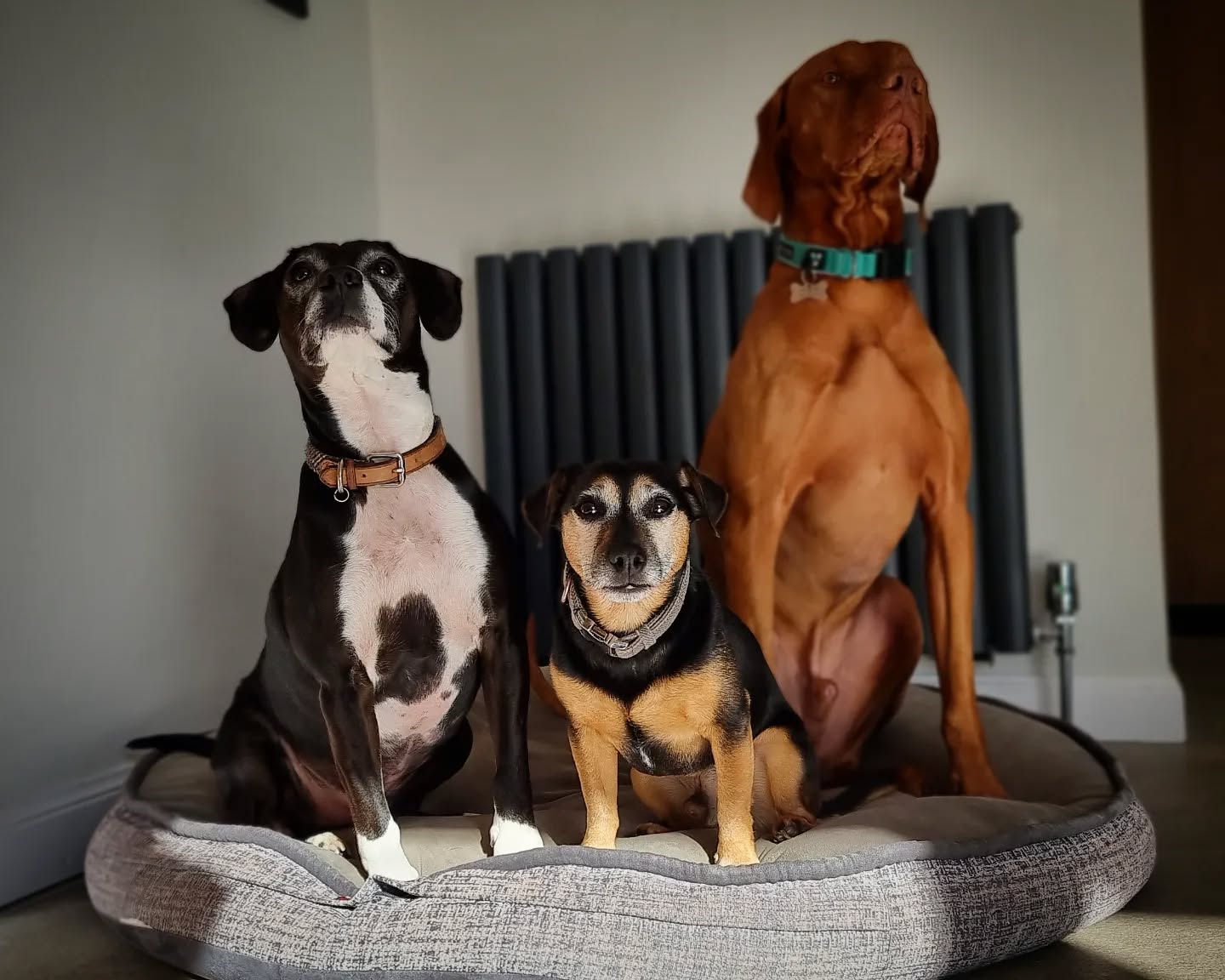 Mylo, Alfie & Harris
#cockerjack #jackhuahua #cockerspaniel #jackrussell #jackhuahua #jrt #terriermix #chihuahua #chihuahuasofinstagram #hungarianvizsla #vizsla #vizslagram #dogsofinstagram #dogsofinsta #instadogs #dogphotography #scotland #pawsome #goodboy #dogs_of_instagram #dogsofinstaworld #dogs #dogstagram #dogsofig #instagramdogs #lovedogs #mydogiscutest #mydog #dogsitting #friends #doglife