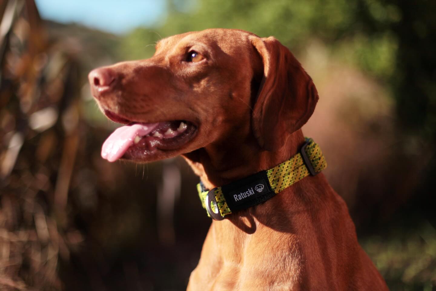 IT’S FINALLY HERE !!! ✨
After a long wait we have finally launched our collars, now you can mix and match your collars and leads 🌈 There will be more colours on the way soon. If you have been waiting for a matching collar here they are 🧡
#smallbusiness #nzdog #ecobusiness #ratuski