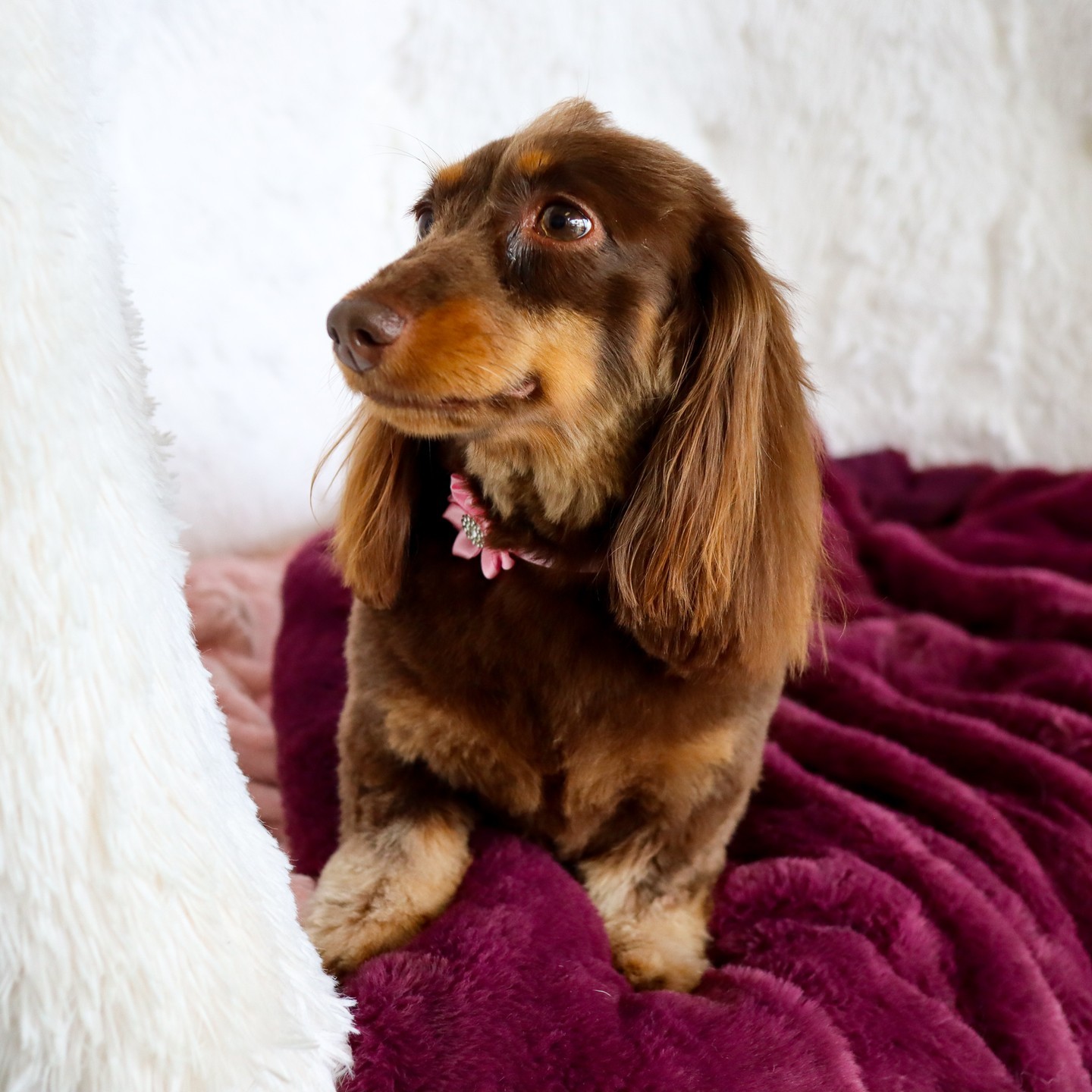 Thanks to Sugar, the Dachshund, for choosing us for her grooming!❤️