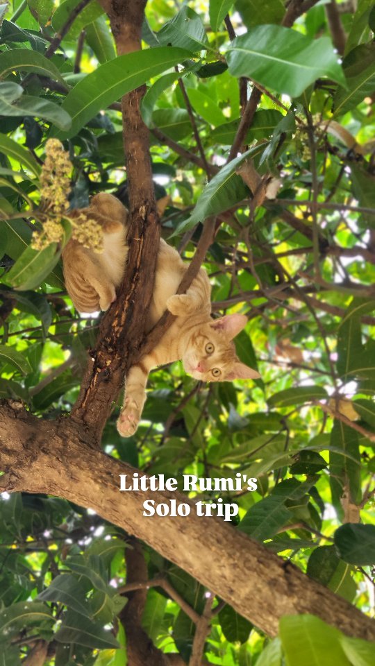 Little Rumi’s first solo trip.
All three kittens have been accompanying us to work at Heeravaan Farm now and then. This time, it was just Rumi. Usually calm with his siblings, today was his first experience of being on his own.
#cat #farmcat #catsofinstagram #catlover😻 #catparents