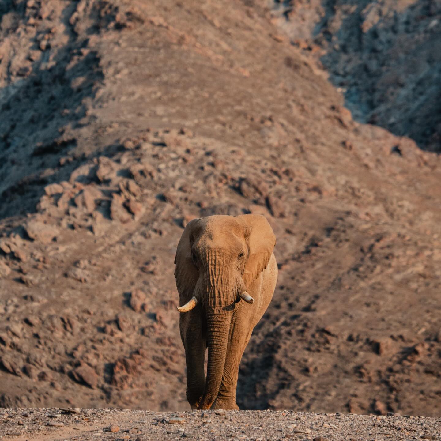 An afternoon game drive makes it spectacular.
As the sun softens and the bush comes alive, every turn tells a new story golden light, quiet moments, and wildlife moving as if on cue just for you. This is where the rush disappears and the magic begins.
#BaruchSafariMoments #WeAreBaruchSafaris #AfternoonGameDrive #SafariMagic