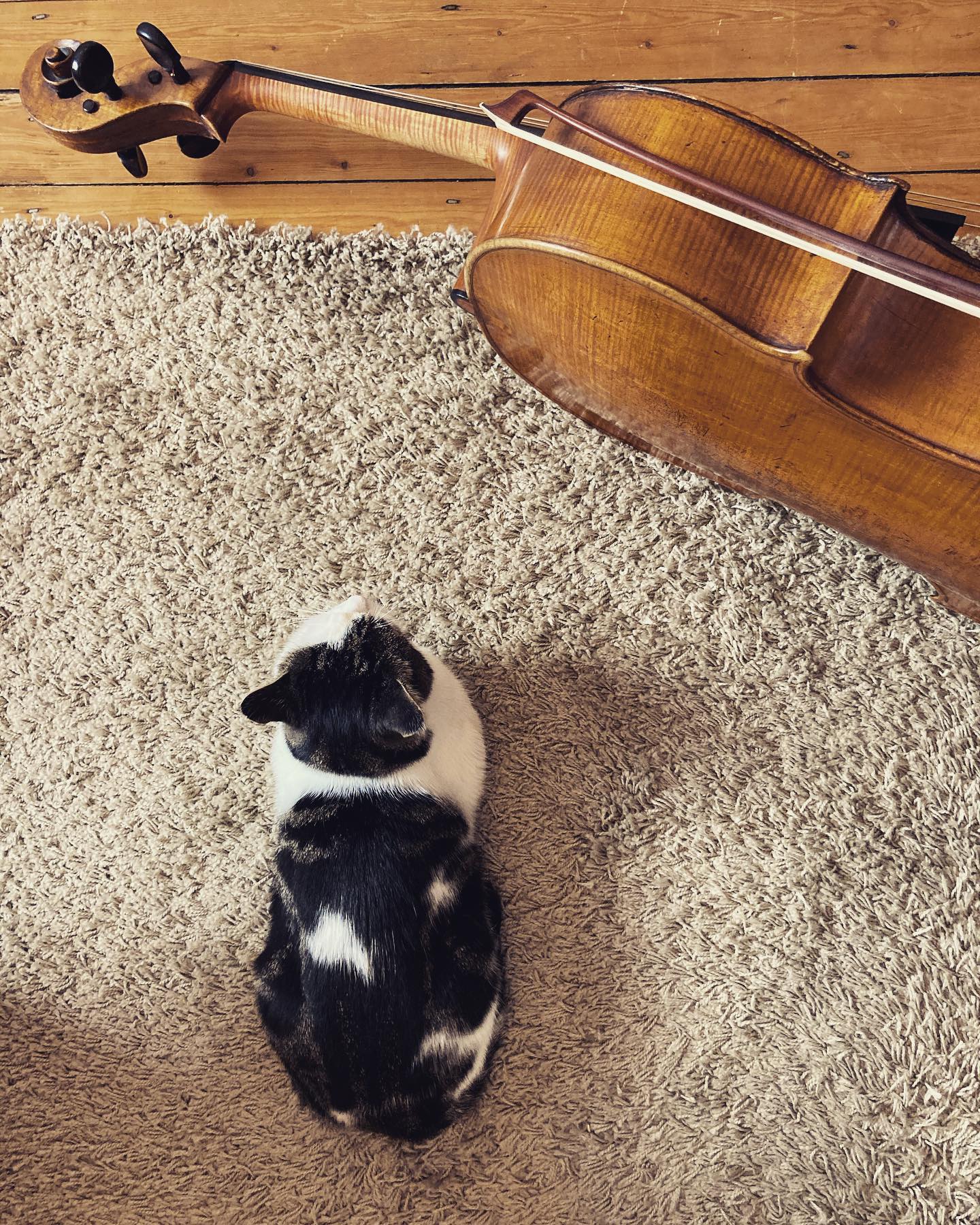 🐈🎻
