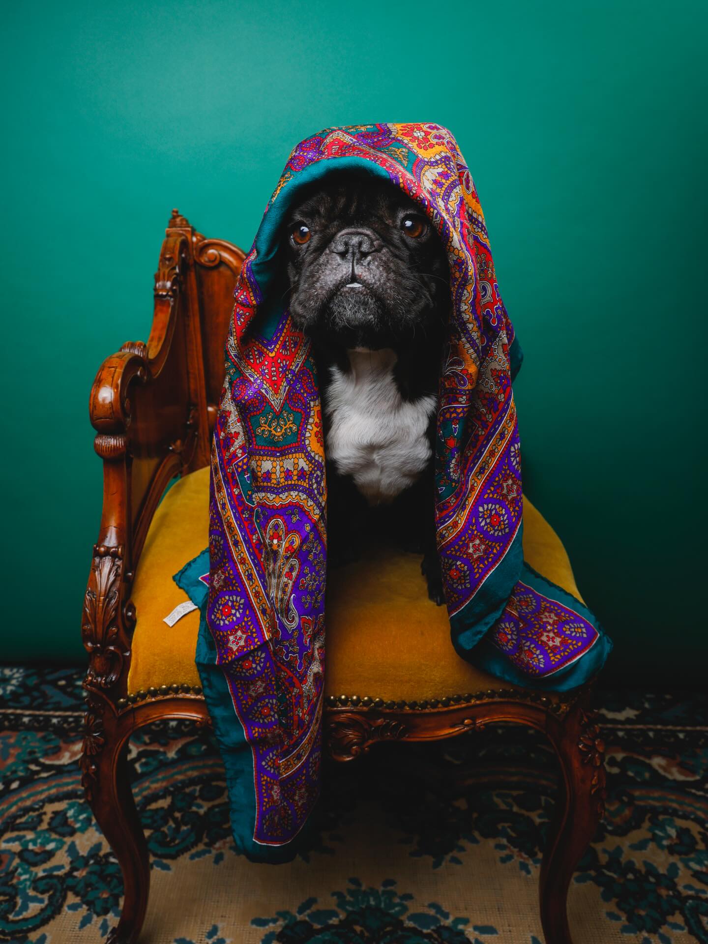 ヴィンテージのスカーフ🧣
とてもオシャレに着こなしていただきました🐶✨
都心部にて完全個室での撮影会(通常撮影会Days)開催日程が決まりました📸
⭐️3月15日(日)元赤坂「STUDIO LA PLACE」
予約サイトオープンしております‼️
今回は通常の1時間ご予約枠プラス、次のお客様の開始時間まで15分の間隔をとっております😌🌷
いつも以上にリラックスしてご参加いただけると思いますよ💞
※進行状況によっては完全入れ替えとならない可能性もございます、ご了承ください。
都心での通常撮影会を待っていた❣️というお客様はお早めにご予約ください🫶
---
🐶petomoni撮影会開催中🐱
関東圏を中心に、さまざまな会場でペット撮影会を開催しています♪
petomoniの撮影会は、なにより動物ファースト🤝
動物たちにも、そのご家族にも、
「参加して良かった!」「楽しかった!」
と思っていただけるような、時間・空間・写真を提供できるよう、スタッフ一同日々努力しています。
「おすわり」「マテ」ができなくても大丈夫👌
走り回っても大丈夫👌
怖がりさんは、慣れるまで一緒に遊ぼう🐕♪
その子らしさが光る一枚、かけがえのない瞬間を写真におさめます📷
スタッフはみんな動物が大好きなメンバーばかり🙌
撮影会で一番楽しんでいるのは、実はスタッフかもしれません🥰笑
初めての撮影会でも、どうぞ安心してお越しください🌱
参加動物種は問いません🐰🐹🐢
(※会場によってはご参加いただけない動物種もございます)
赤ちゃんからお年寄りまで、どんな動物さんも大歓迎✨
体調や性格など、ご心配な点があれば、お気軽にお問い合わせください🙇♀️
📌ご予約はプロフィールのURLからどうぞ✍️
皆さまにお会いできるのを、心より楽しみにしております!
#petomoni #ペトモニ #petomoni撮影会 #ペット撮影会 #ペットイベント