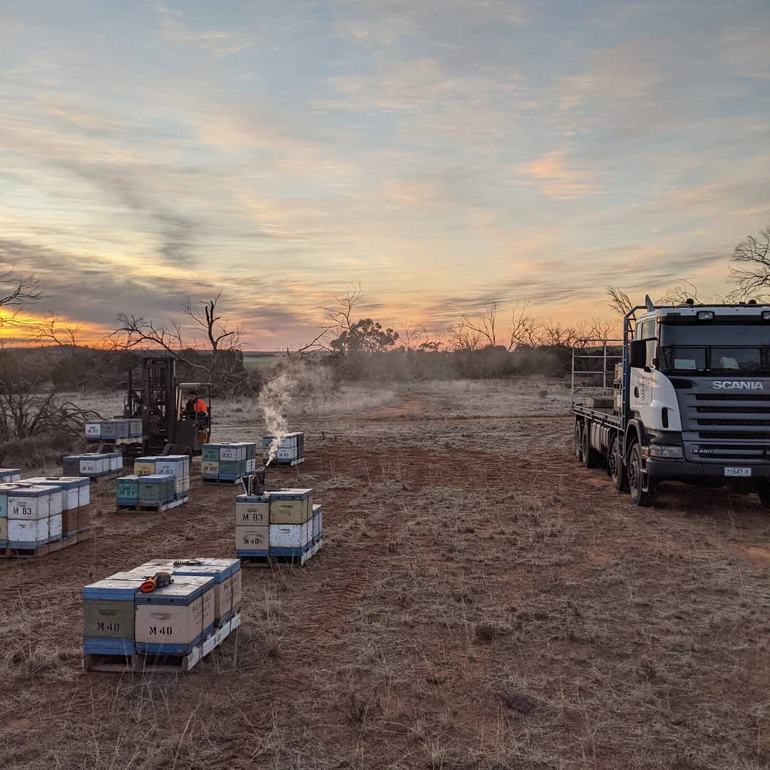 Unloading our bees in the Bronzewing Flora and Fauna Reserve on a typical frosty winter morning in the Mallee
#castlemainehoney #beekeeping #mallee #castlemaine #honey