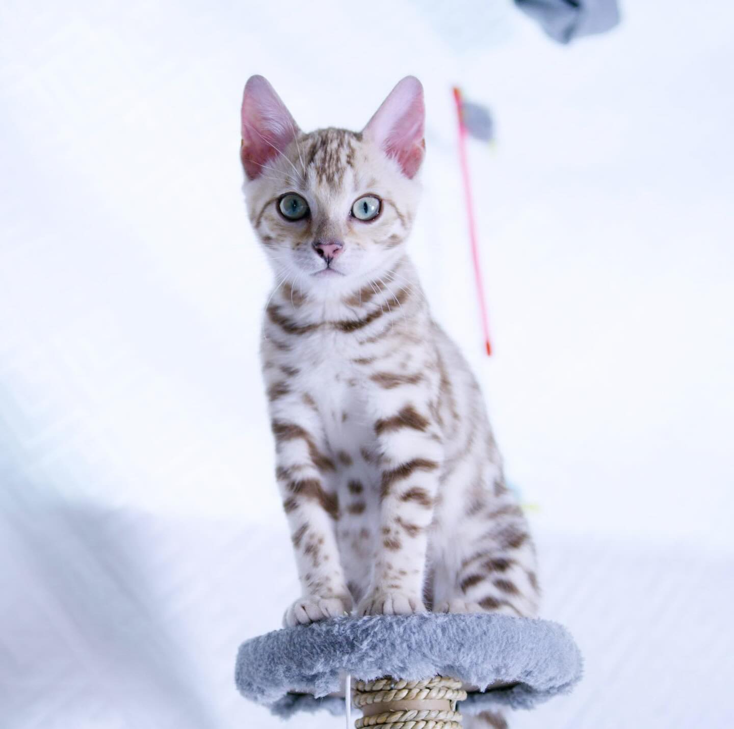 Femelle Snow mink disponible pour réservation 🥰😍#bengal#snow#kitten#leranchdubengal