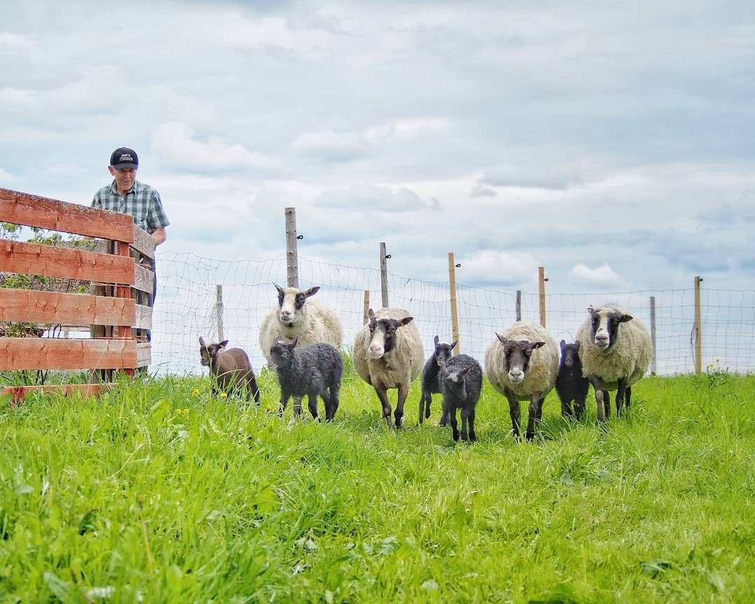 Shepherd Sauvo was happy to finally let the ewes with their lambs out on a fresh pasture two days ago. Oh the little ones were so excited too! They are happy to receive visitors from now on😉
#shepherd #farmer #sheepfarm #sheepfarming #lammastila #lampuri #kainuunharmas #kainuunharmaskaritsa #karitsa #kainuugrey #lamb #sheep #pasture #sheepfold #puustilanmaisematila #ewe