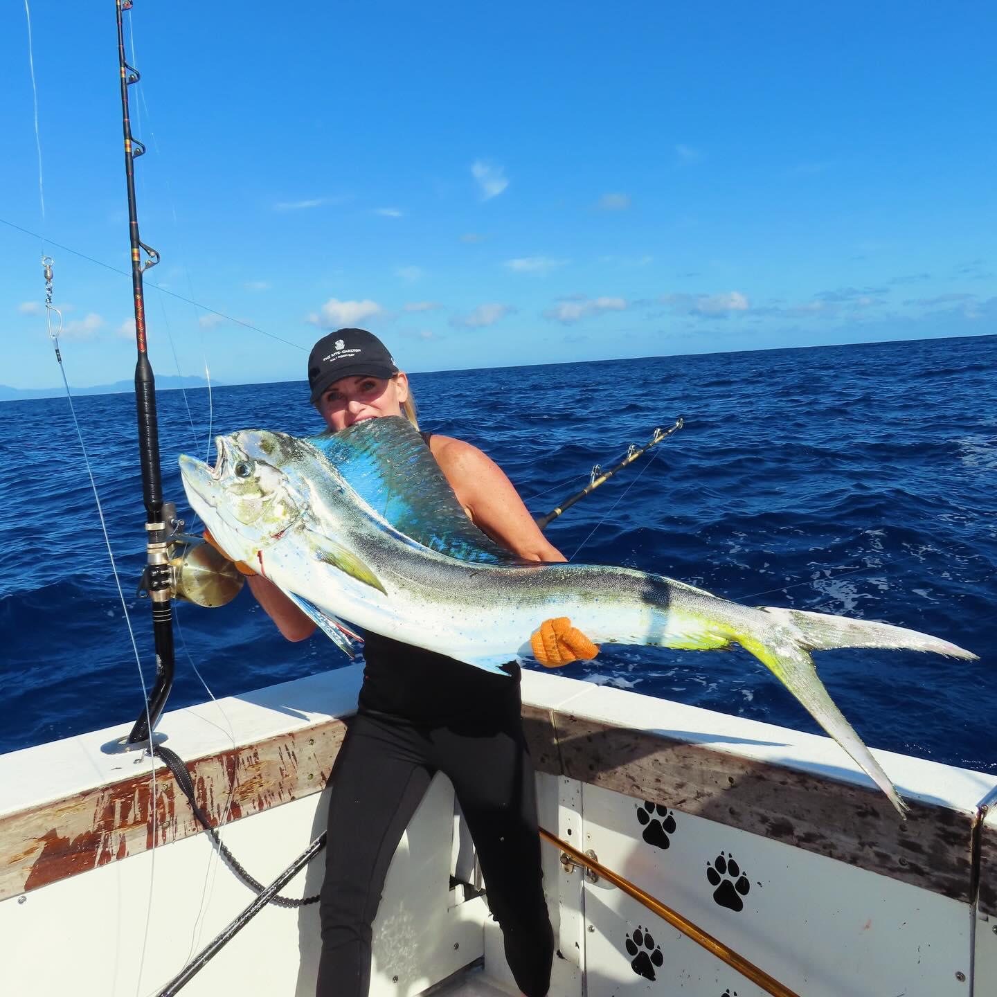Crew out of Kansas City showed up ready and it paid off big time. Three for three on Blue Marlin. 2 keepers 1 release
Added a 30 lb cow mahi to the box and wrapped the day with bonus whale watching all day.
That’s a full-send Kauai offshore day right there.
If Blue Marlin is on your bucket list, let’s make it happen.
📞 Book your trip: +1 (808) 652-4556
🌊 Go Fish Kauai
#GoFishKauai #KauaiFishing #BlueMarlin #MarlinFishing #ThreeForThree #MahiMahi #CowMahi #BigGameFishing #HawaiiFishing #KauaiLife #PelagicFishing #WhaleWatching #TightLines