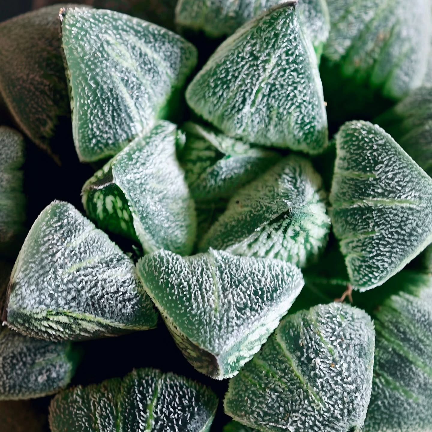 Haworthia Pygmeae 'Yukihime'
#haworthiapygmaea #haworthiayukihime #haworthiasnowprincess #雪姬