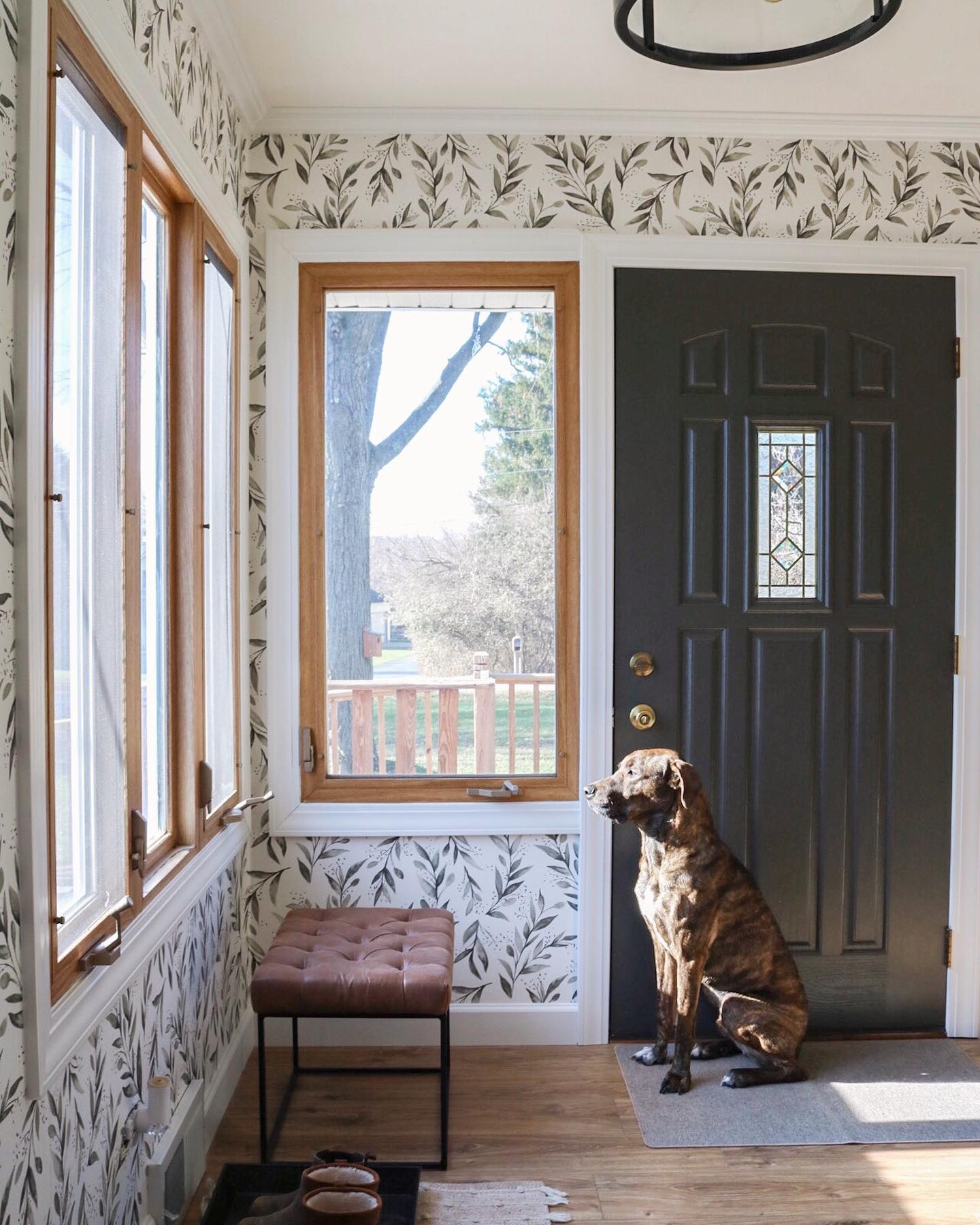 Nothing like coming home to this guy 🥰
.
.
.
#rescuedog #mountaincur #frontentry #wallpaper #painteddoor #urbanbronze #interiordesign #remodel #renovation #targethome #joannagaines #magnoliahome #entrywaydecor #entryremodel #cutedog #handsomedog #homesweethome #interiorandliving #interiorandhome #interiordesigner #woodwindows #dogsandinteriors #leatherottoman #frontdoor #frontdoorsofinstagram #dogsofinstagram #entryway #interiordesignlovers #laminateflooring #aquaguard