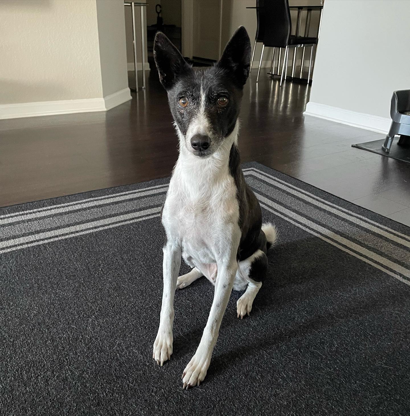 18 attempts and 5 treats later, I finally got a new pic of Stetson. #Basenji