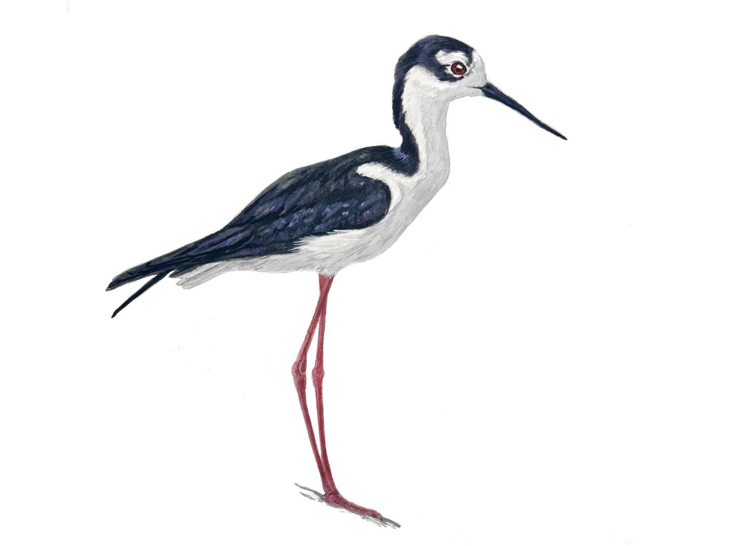 (3) Long-legged. Some of my favorite water birds to see are Black-necked Stilts. These very aptly named birds are specially evolved for poking around in shallow water with those lovely long legs and slender bill!
@kaylafiskbirds #birdtoberclub2023
——————
#lovedrawing #birdsofinstagram #bird #birdart #blackneckedstilt #stilt #wader #painting #gouachepainting #gouache #naturedrawing #watetcolorpainting #watercolor #birdtoberclub #birdtober