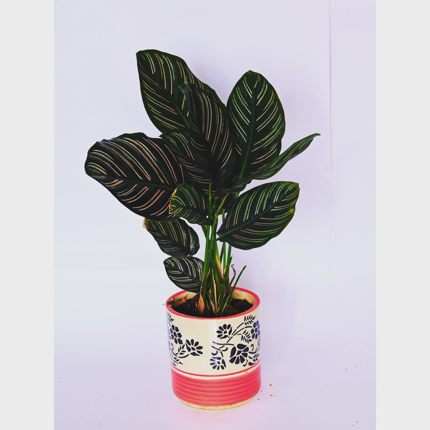 Calathea
#indoor #plants #tiny #pots #green #goodvibes #nature #ecofriendly