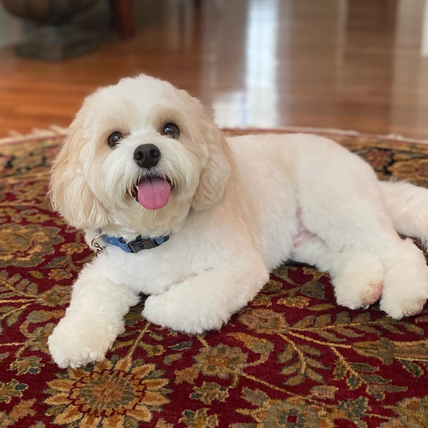 Riley! I love this little nugget ๐ฅฐ๐ถ #mobilegroomers #chattanoogagroomer #fearfreegroomer