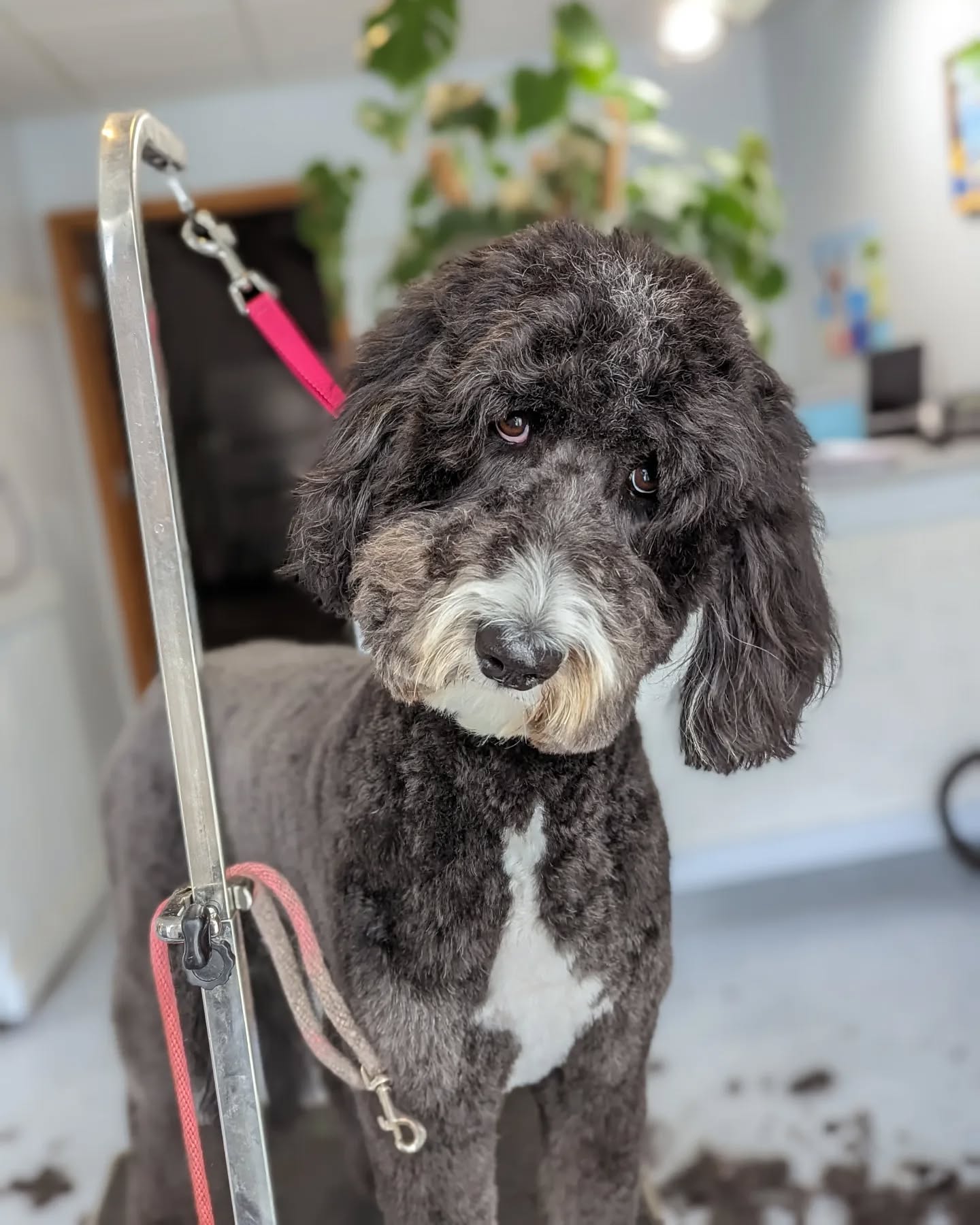 Tootles the doodle ๐ถ๐ถ
#saltydogs #doodlesof Instagram
#saltydogpetspa
#groomingbylexi
#menomoneefallssmallbusiness #downtownmenomoneefalls #menomoneefallsdowntown #mkegrooms