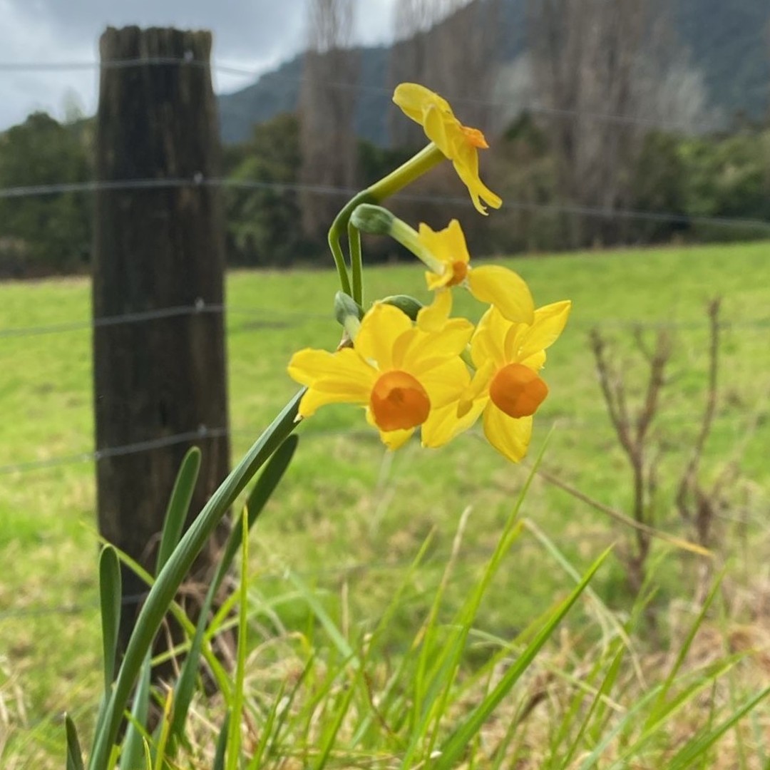 Snaps from this week - the very very first signs of Spring starting to poke their way through! 🌼