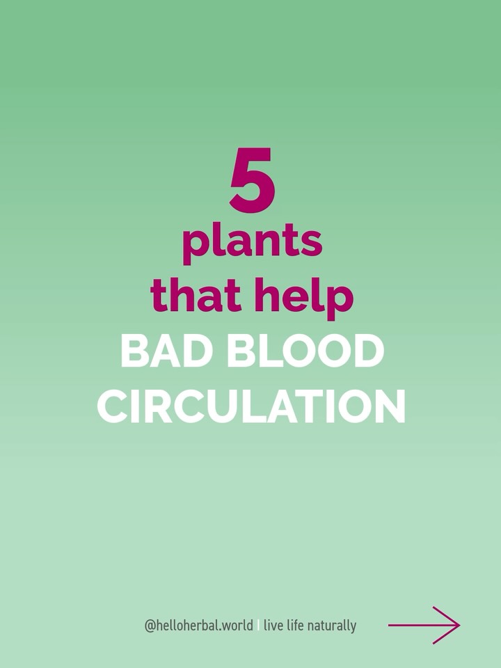 Varicose veins, blueish skin, cold hands and feet, brittle nails, exhausted? Try these 5 blood circulation teas:
* Willow Leaf Tea: Steep 1-2 tsp dried willow leaves in boiling water for 10 minutes. Strain and drink 30 minutes before breakfast
* Nettle Tea: Pour hot, not boiling water over 1-2 tsp dried nettle leaves. Steep 5-10 minutes. Strain and enjoy 2-3 cups daily.
* Spiraea Tea / Meadowsweet (Filipendula ulmaria): Add 1 tsp dried meadowsweet to hot water. Steep 10 minutes, strain. Best enjoyed mid-morning.
* Celery Stem Tea: Chop 2-3 fresh celery stems, steep in boiling water for 10 minutes. Strain and sip 2-3 times daily.
* Linden Tea: Steep 1 tbsp dried linden flowers in hot water for 10 minutes. Strain. Enjoy in the afternoon or before bedtime for relaxation and circulation support.
👉Let me know in the comments if you recognize these symptoms and which tea are you going to try.
💚 Follow @helloherbal.world for tips, recipes and DIYs to live life naturally
💡 Always consult a healthcare provider before starting herbal remedies, especially if on medication.
#CirculationTea #HerbalRemedies #BloodFlow #HerbalTea #HealthyLiving #CirculationSupport #HerbalHealing #bloodflow #bloodcirculation #tearecipe