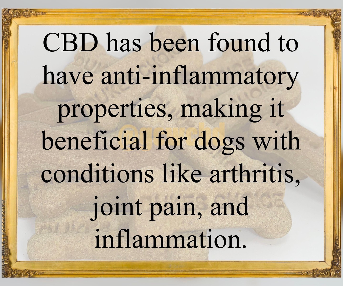 Have you tried CBD treats for your dog? Do you know how it works? Check out this fact!
#cbd #cbdfacts #dog #dogtreats #treats #cbdtreats