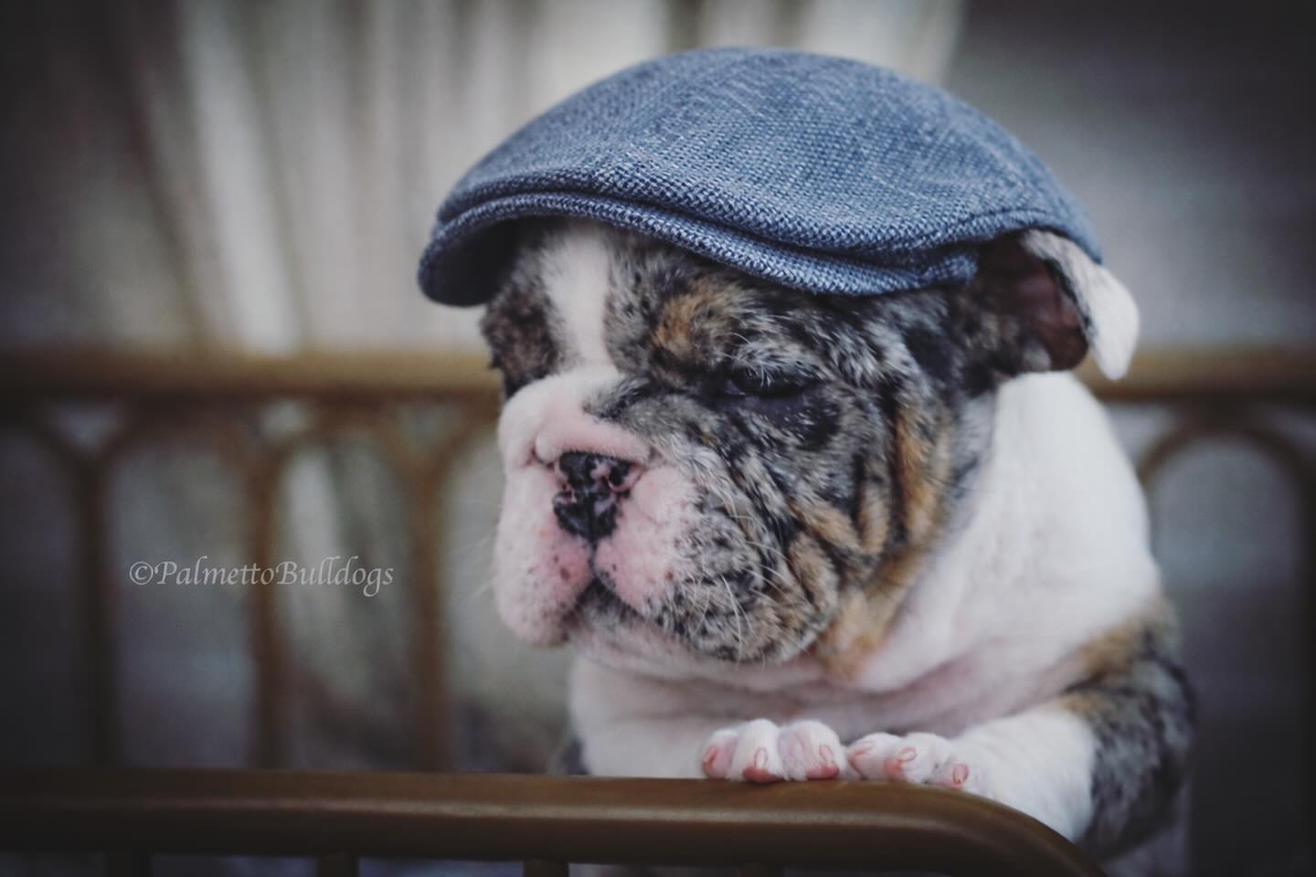I mean….. I think this hat was meant for him….. 🙈 #palmettobulldogs #instamood #bull #dog #hat