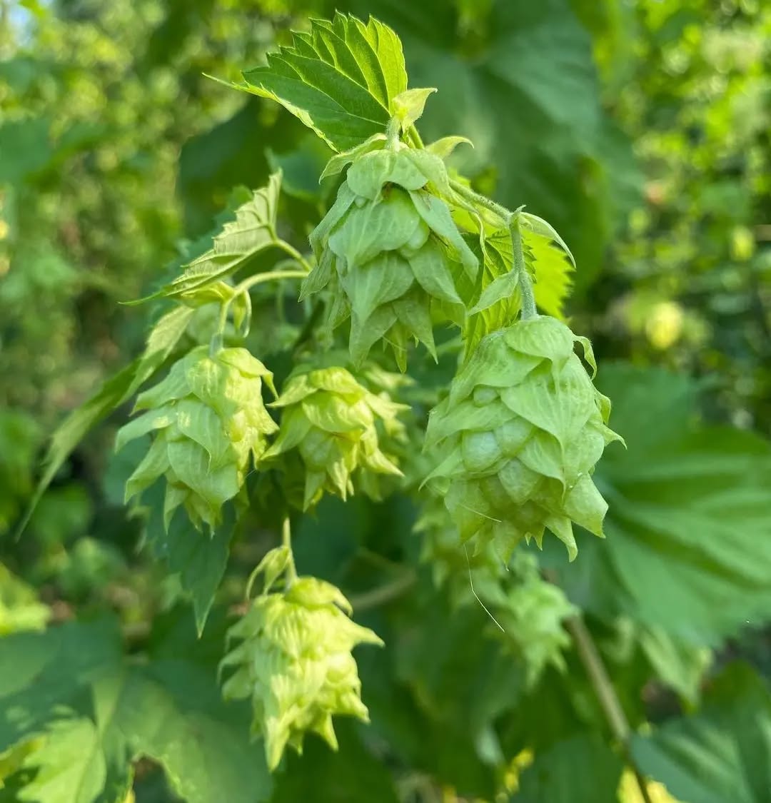 Happy Alberta Beer Week!
One of the best parts of celebrating Alberta Beer is celebrating Alberta Beer made with Alberta ingredients!
๐บ Here's to the breweries featuring Alberta hops and supporting Alberta hop producers with their brews! ๐บ
#albertabeer #supportyourlocal #ahpa #albertahopgrowers
๐ท@qlhoneyandhops