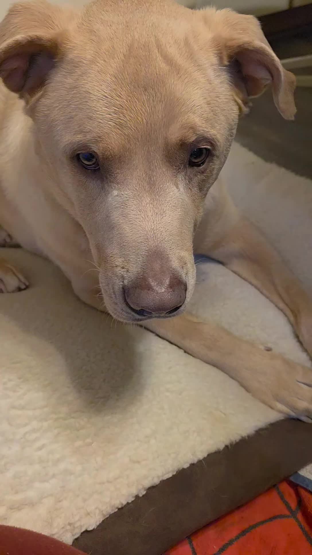 It's my baby's birthday! I seriously can't believe he's seven years old ππ
Decided to have fun and give him his whole cake piece at once. He did not disappoint π
#dogmomsofinstagram #doglover #doglife #dogsofinstagram