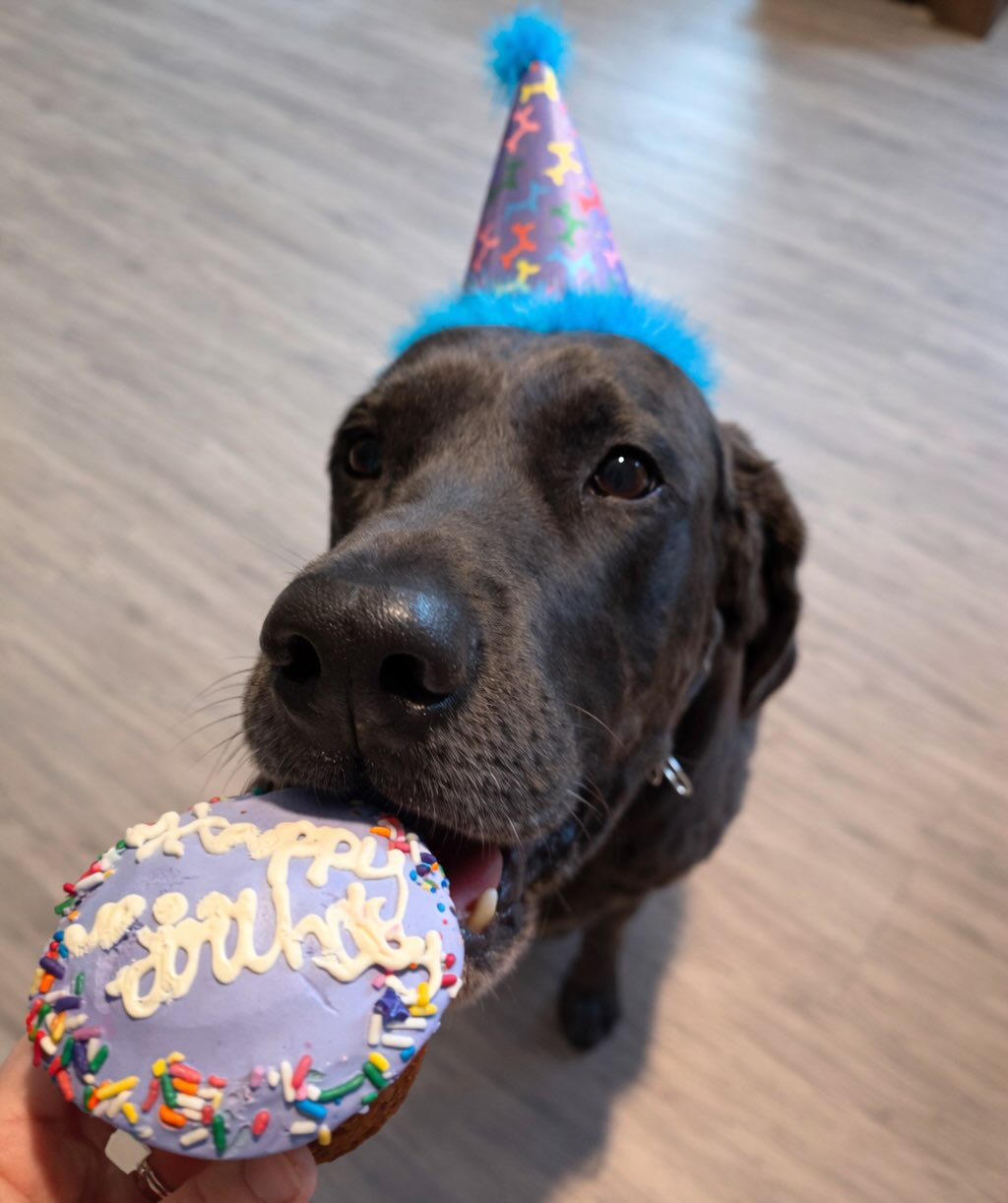 We celebrated Stetson turning 9 this year with Sadie and a couple of other friends. Happy Birthday old man! š¾šš„³