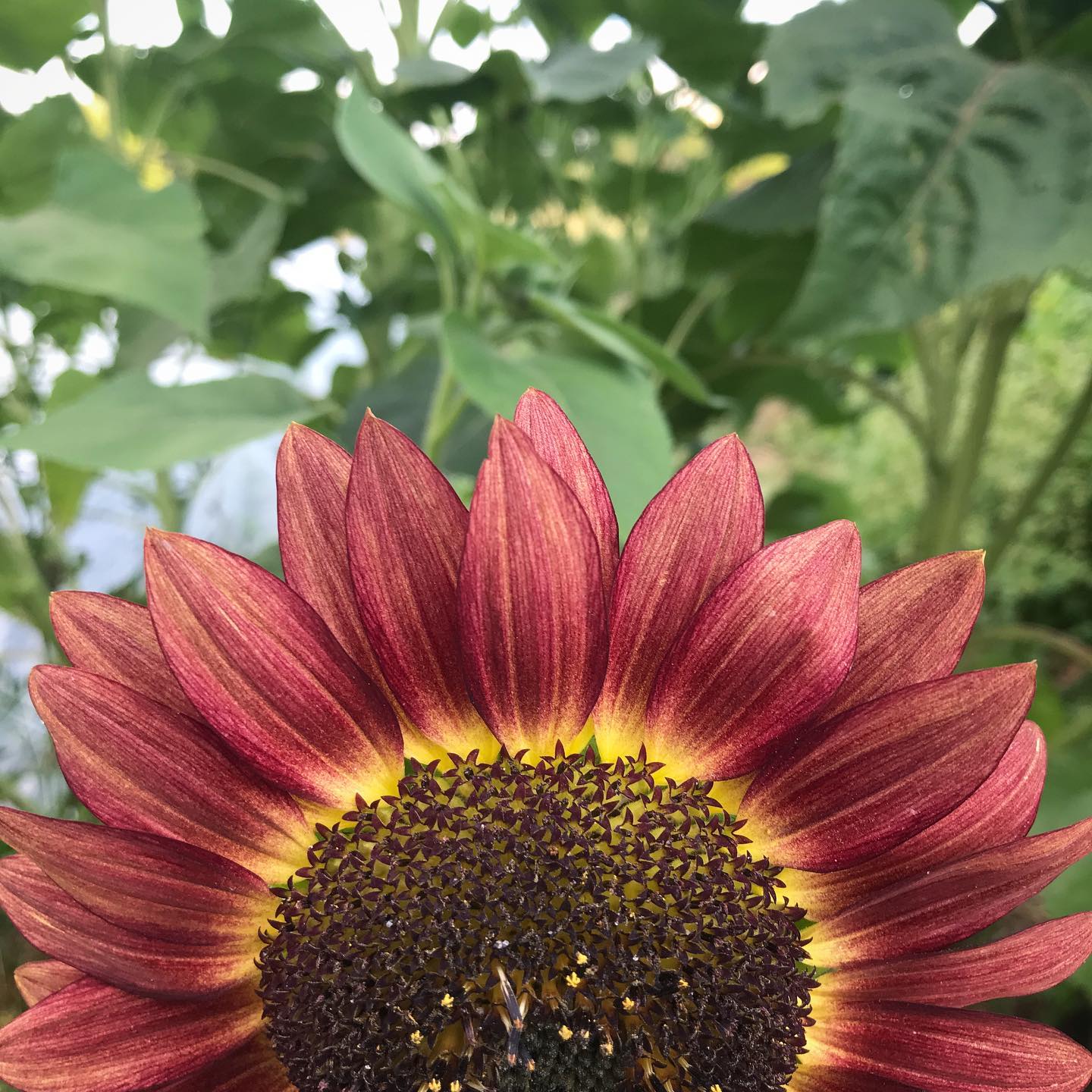 Late summer colours in a #communitygarden