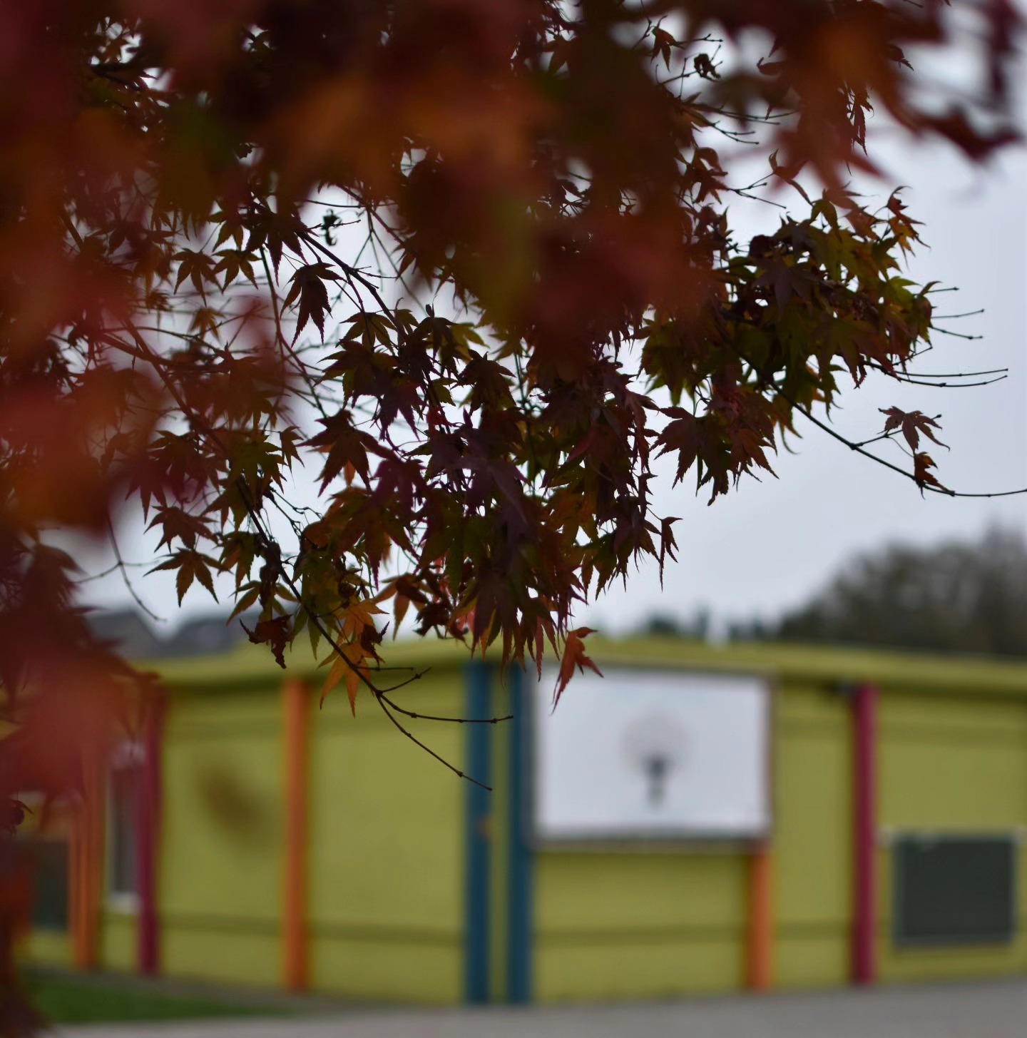 ππOnze mooie Taalboom vol herfstkleuren ππ