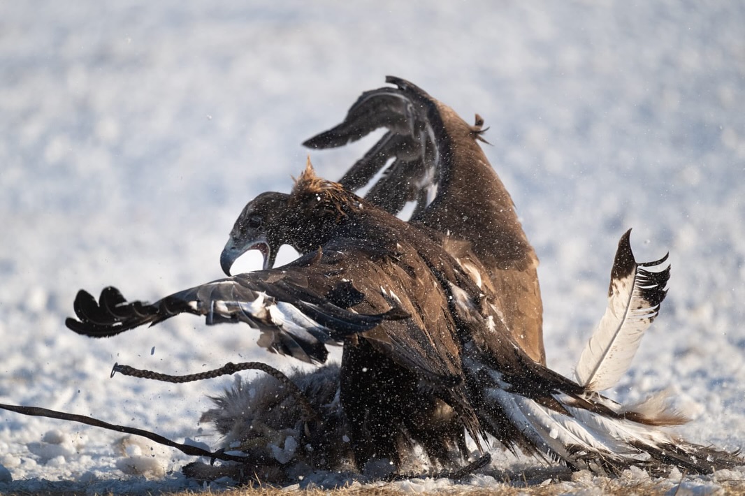 An eagle hunter raises and trains their eagle by hand, learning its behavior and temperament, and forming a close bond—just like with a member of the family. In return, the eagle recognizes its owner, responds to their signals and voice, and truly senses human trust.
This is a living heritage of Mongolia’s nomadic culture, a proud tradition passed down from generation to generation.🦅🇲🇳
Discover more at: https://www.mongoliantour.guide/
#EagleHunters #GoldenEagle #EagleFestival #MongolianNomads #NomadicCulture #LivingHeritage
#TraditionsOfMongolia #VisitMongolia #ExploreMongolia #enzatoursllc #mongoliantourguide🤩 #AuthenticMongolia #HumanAndNature #CulturalHeritage #NomadLife #MongoliaTravel