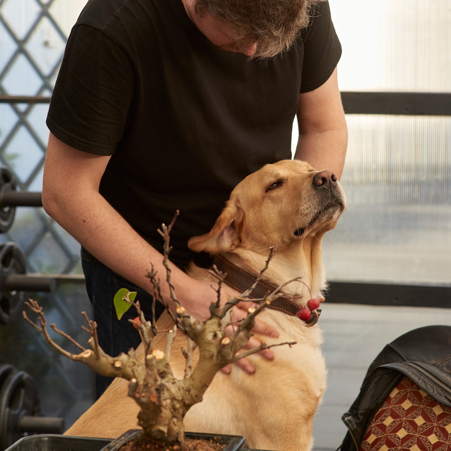 My turn!
Winter care of a Crab Apple
#bonsai #bonsaitree #crabapple #overwintering #makebonsai #labradorretriever #labrador