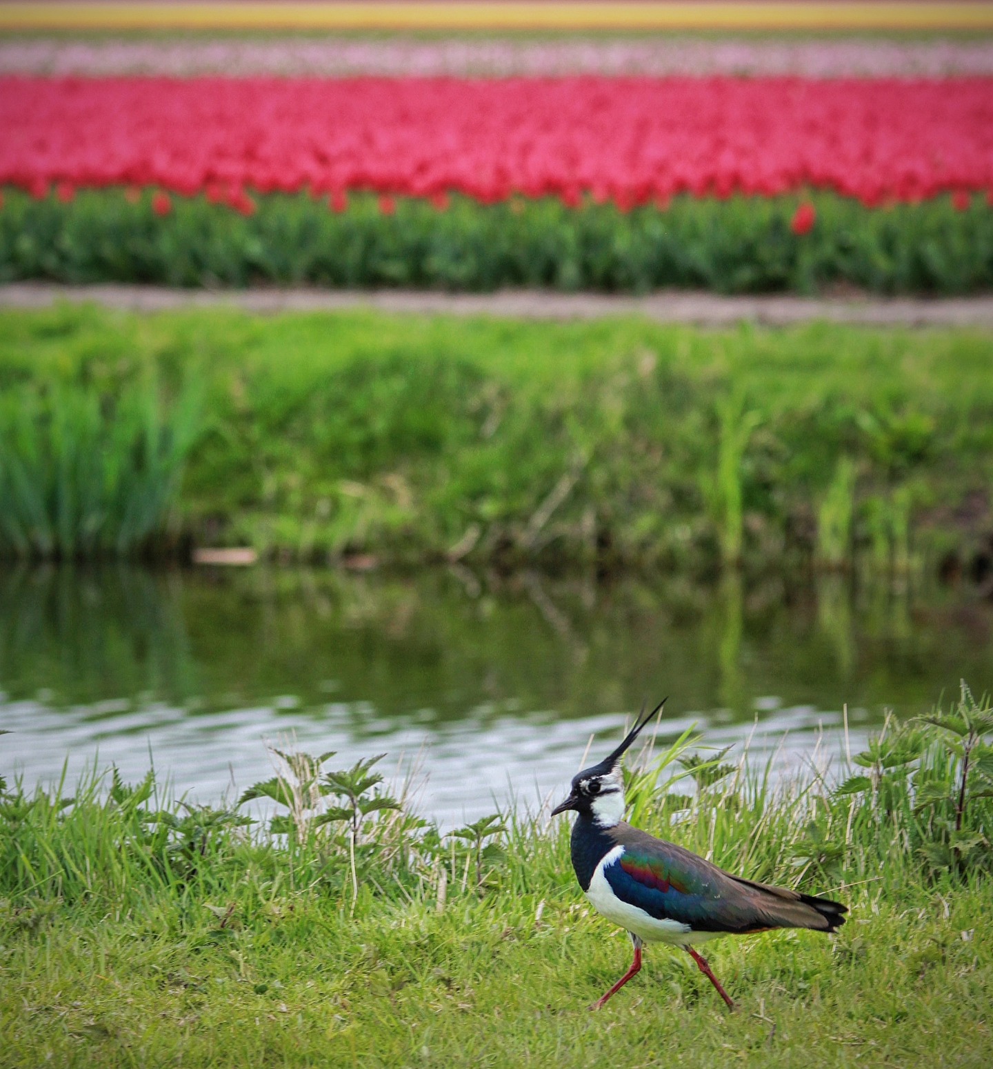 Unexpected guest at the #TulipFields 🌷
#Lisse #Netherlands #Spring #BirdsOfInstagram #BirdLovers