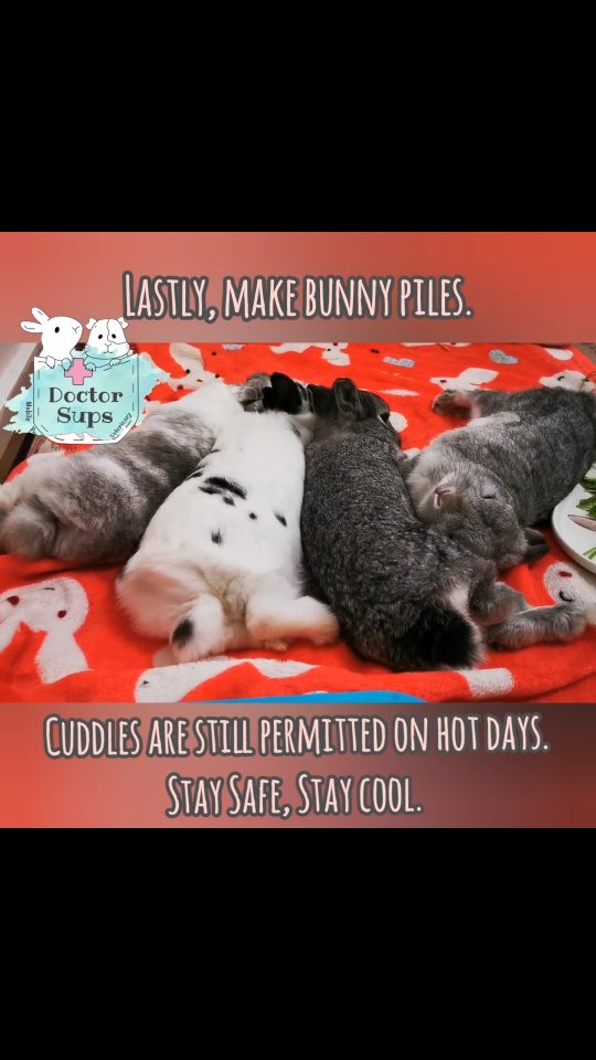 🚨 HOT WEATHER WARNING! 🚨
With tomorrow’s high temperatures in Melbourne, rabbits, guinea pigs, rats and mice are at increased risk of heat stress. Unlike some of our other furry friends, these little ones cannot pant or sweat, which makes hot days especially challenging for them.
❄️ How to keep them cool:
• Bring them indoors to the coolest area of the house
• Provide unlimited access to fresh water
• Offer frozen water bottles or ice packs wrapped in a layer of towel
• Use ceramic tiles or cooling mats for resting
• Improve airflow with fans or air-conditioning (avoid blowing air directly on them)
• Offer washed, wet vegetables
• Gently wipe the back of the ears with a damp towel (do not soak wet)
⚠️ Signs of heat stress include lethargy, reduced appetite, drooling, rapid or laboured breathing, and collapse.
This is a medical emergency — seek veterinary care immediately.
A little extra care in warm weather can make a big difference to their comfort and wellbeing.
Stay safe, little ones & humans ❤️🐰🐹🐭🐁
- Dr. Sups.