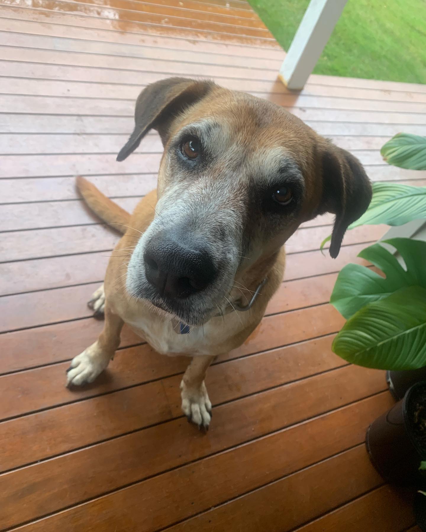 The very beautiful Chilli girl. This sweetie loves a long, slow wander around the neighbourhood and just taking in her surrounds 🥰.
#dog #dogsofinstagram #dogsofbrisbane
#brisbanedogwalker #brisbanedogwalking #doglover #cute #chasingtailsbrisbane