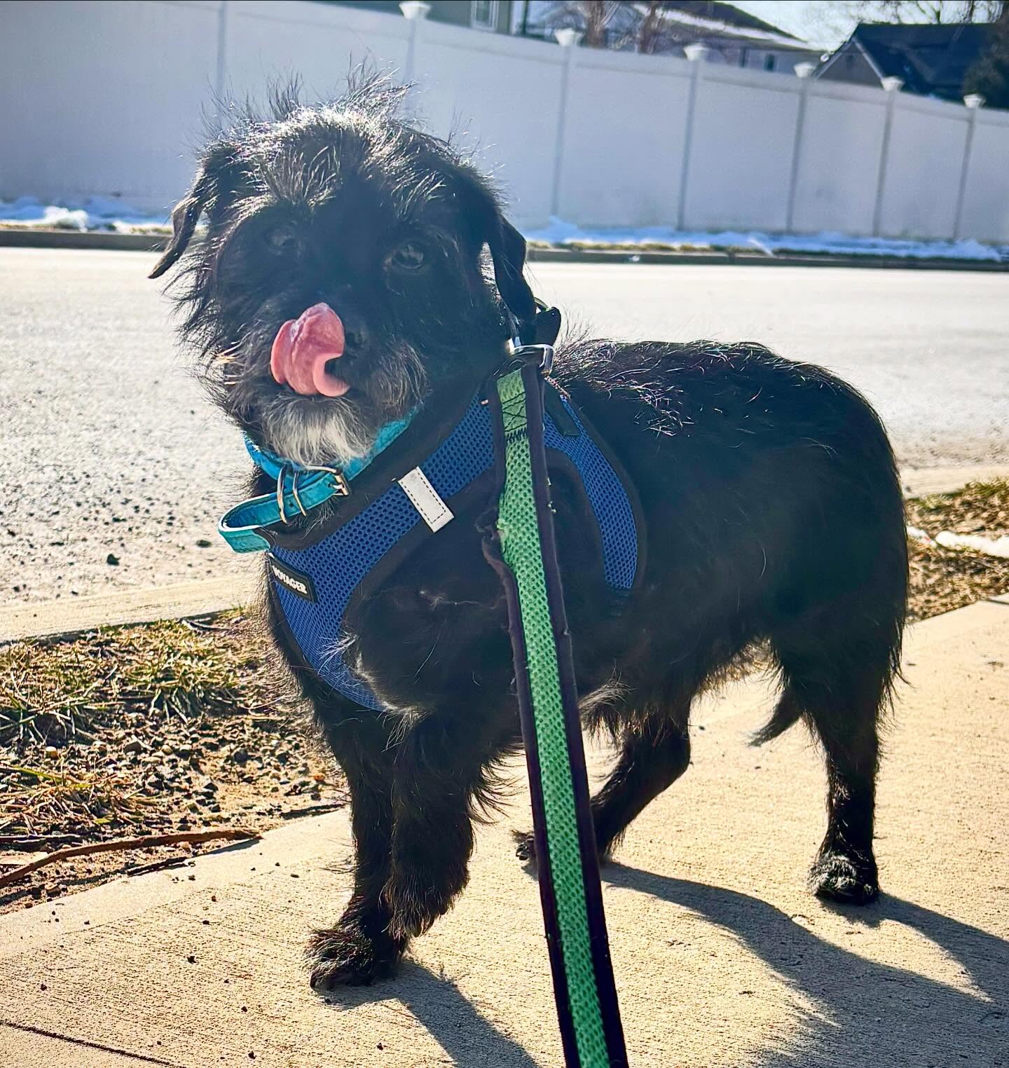 Happy #tongueouttuesday from Lewis! Looking good, buddy!! ๐๐พ