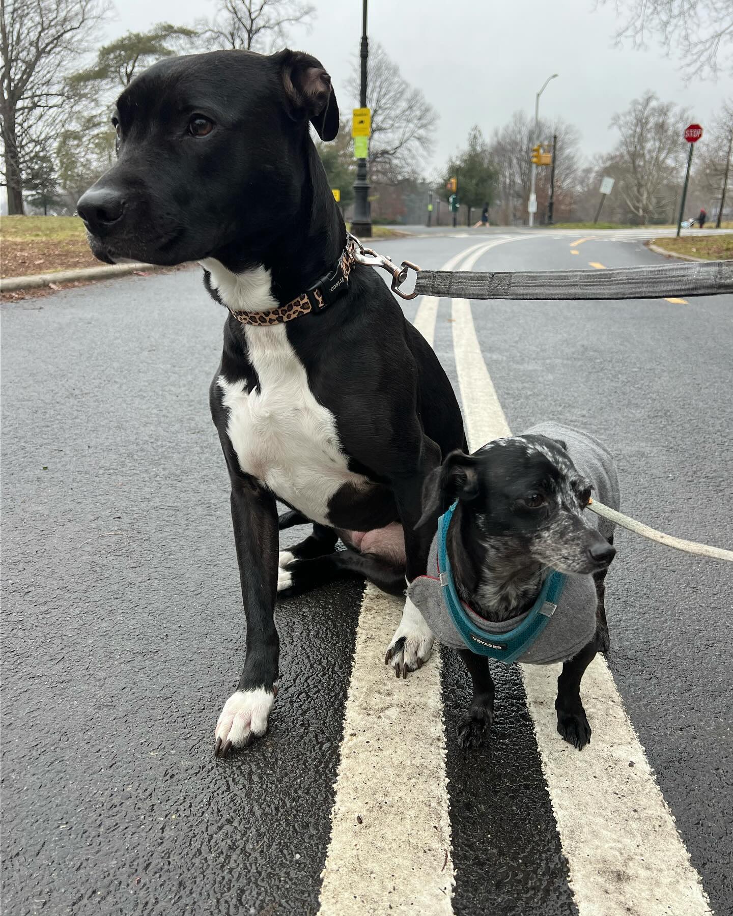 All Roads Lead Here #houndboundnyc #houndboundfamily #houndbound #dogs #doglover #dogwalking #dogwalker #dogwalkernyc #dogsitter #pets #petsitter #petsitting #nycpetsitter #brooklyn #crownheightsbrooklyn #bedstuy #bedfordstuyvesant #parkslopebrooklyn #southslope #downtownbrooklyn #fortgreene #flatbush #prospectpark #prospectleffertsgardens #kensingtonbrooklyn#prospectparkbrooklyn#bushwick#williamsburg