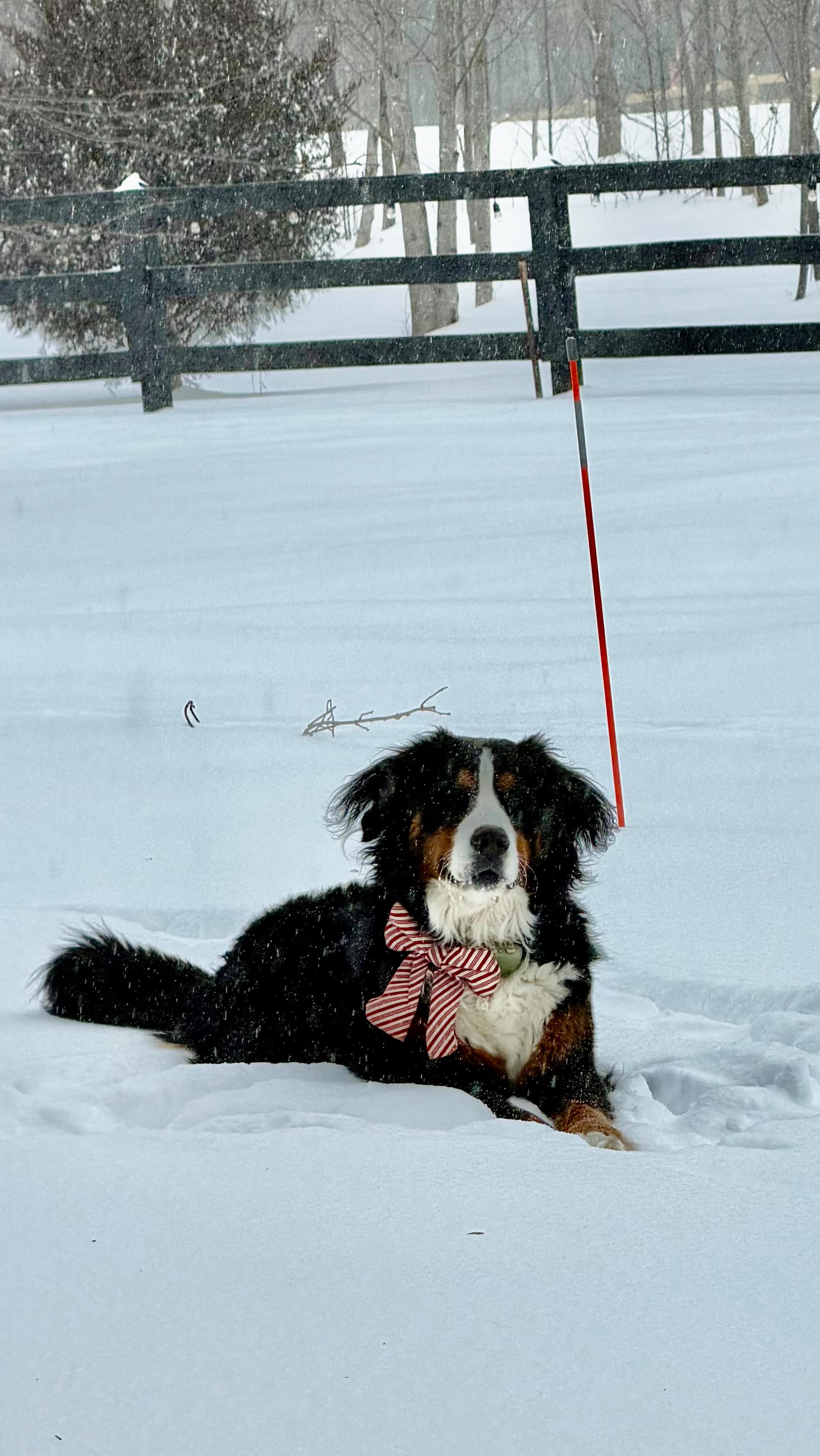 Snow day on the farm!
#snow #snowday #farm #berner #farm