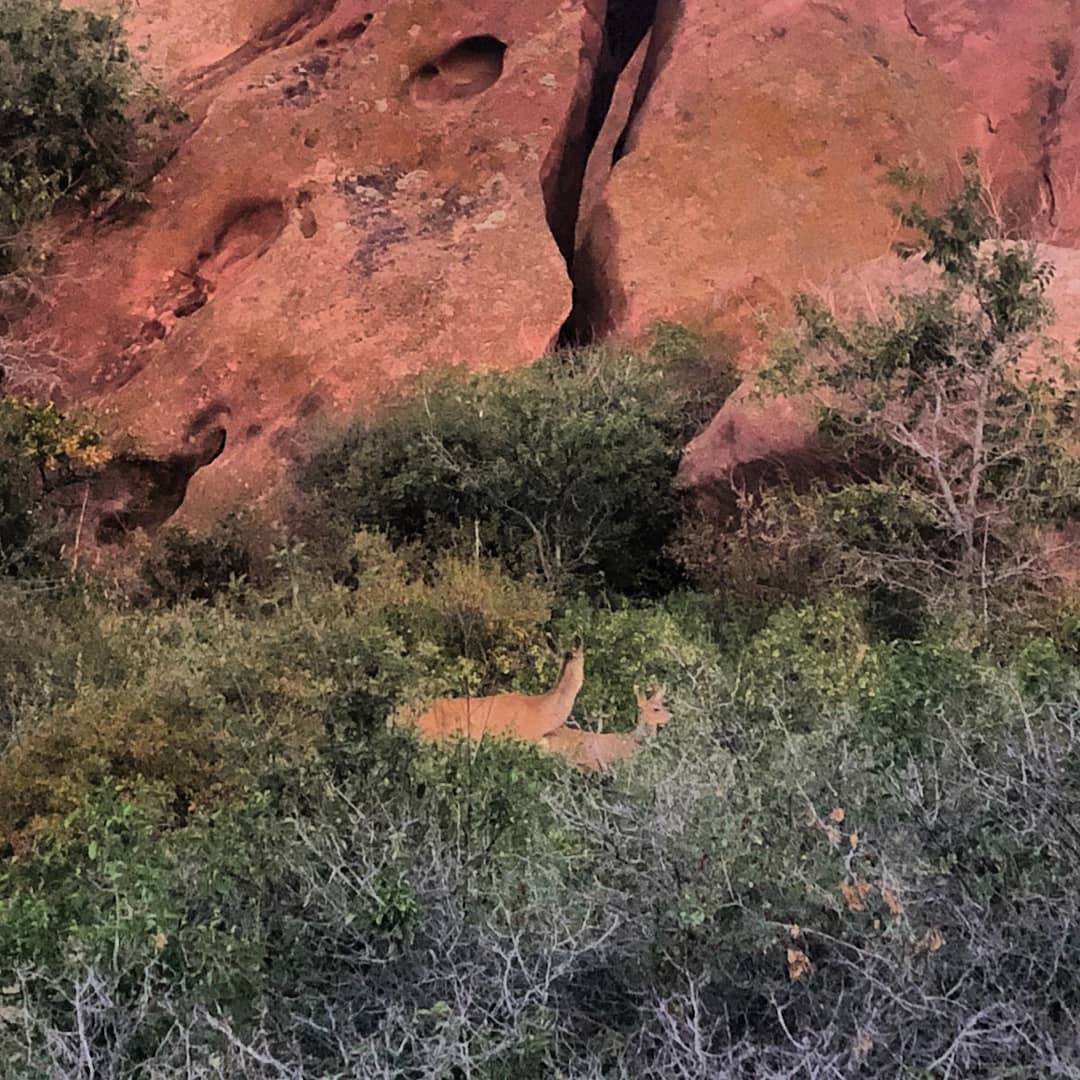 I spy...a very well camouflaged doe and fawn. Nice shot @urkab23 ❣️