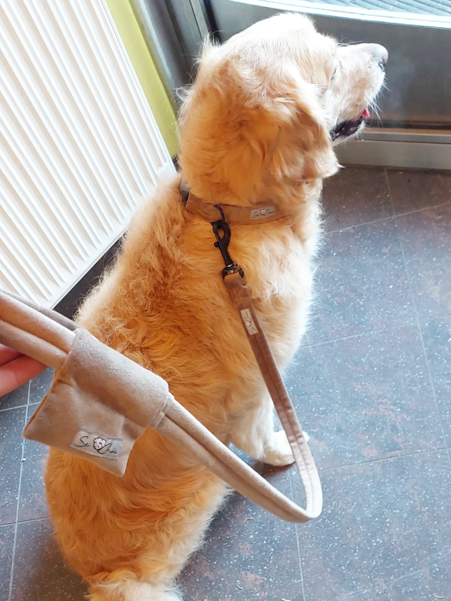 Luna im neuen Set 🤎🖤
Tobacco & Schwarz – schlicht, edel und perfekt für stilbewusste Vierbeiner 🐾✨
👉 Wie gefällt euch der Look?
#Luna#DogStyle#DogFashion#HundeLiebe#handarbeit