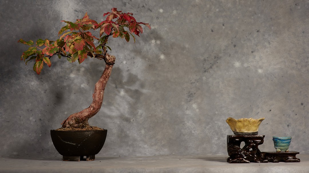 The second of the Paper Bark maples was sheltered and has not fully changed to its autumn colour. It is in a Black Matt Glazed Stoneware pot I made for it. The carved root display stand has a Yellow, hand-made slab, Raku fired pot, and a Mame stoneware, Turquoise Blue, coiled pot. I think I made I made all three pots a decade ago.
#bonsai #bonsaitree #maple #acer #raku #bonsaipot #bonsaistand #autumncolors
https://www.makebonsai.com/post/paper-bark-maple