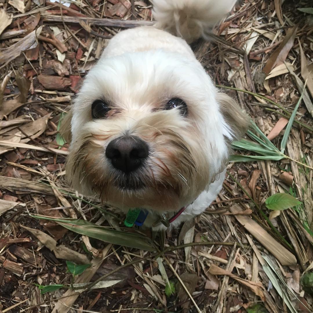 Introducing Tilly. Such a sweet little cherub! ❤️🐶❤️