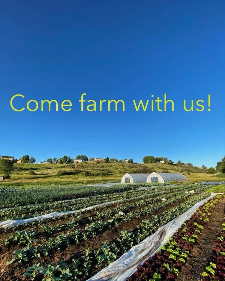 We’re looking for some peeps to come work on the farm with us this season 👀 we’ve got some full time roles, part time stuff…something for everyone! And if you’re not local but want to come spend the summer here and work on the farm, we’ve got some leads on housing opportunities so feel free to get in touch. Hope to hear from you 🤙🏻 Check out the details and application on our website!