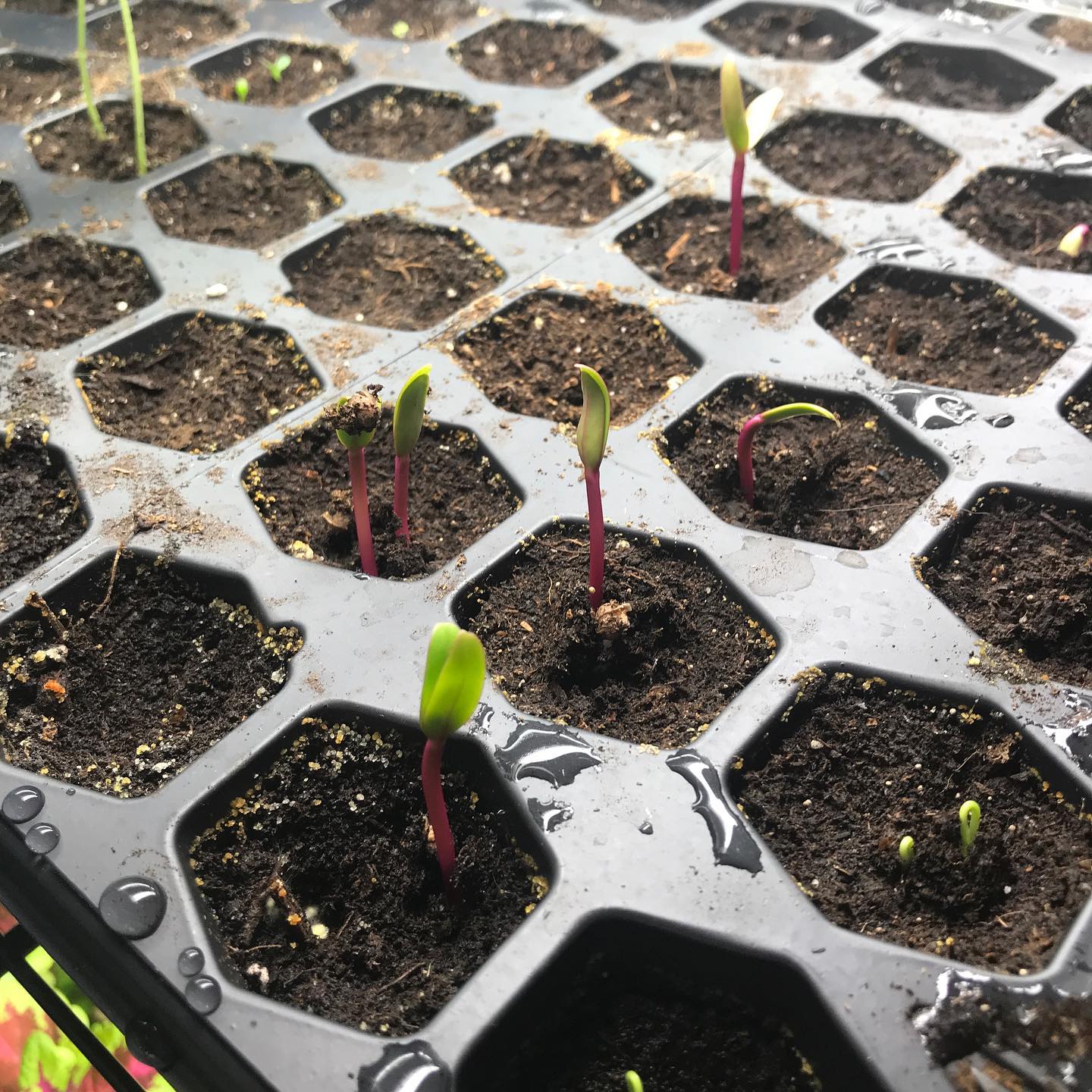 It’s time to start any of your indoor seedlings that are slow to germinate or have a long growing season like peppers and onions. Read the back of the seed packet to see how long they need before being transplanted outside. The last frost date in Toronto (Zone 5) is usually around the May long weekend, so count back from there when deciding when to start each type of seed. #seedstarting
