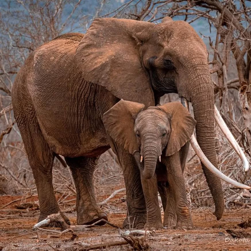 Every mama elephant🐘 is so protective of their little ones and this photo says it all.
Photo by @dvwildlife_adventures
#elephantprotectiontrust #motherandbaby #elephantsareourheritage #photooftheday #protectelephants #NatureIsSpeaking #rukinga #saynotoivory