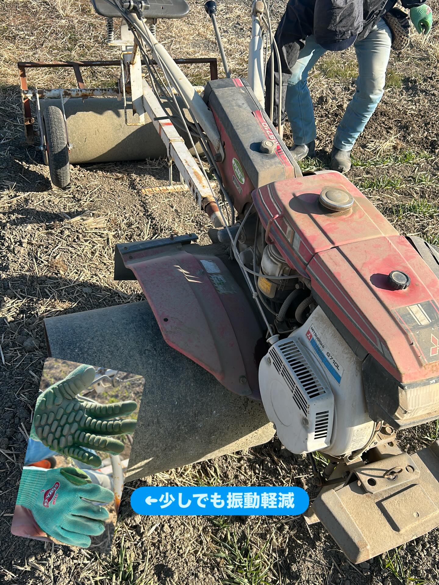毎日強風で麦踏みやっと出来た
この後、身体がバッキバキになるのはどうにかならないものか…
#佐野市 #suguronouen #麦踏み #ビール麦 #ニューサチホゴールデン
